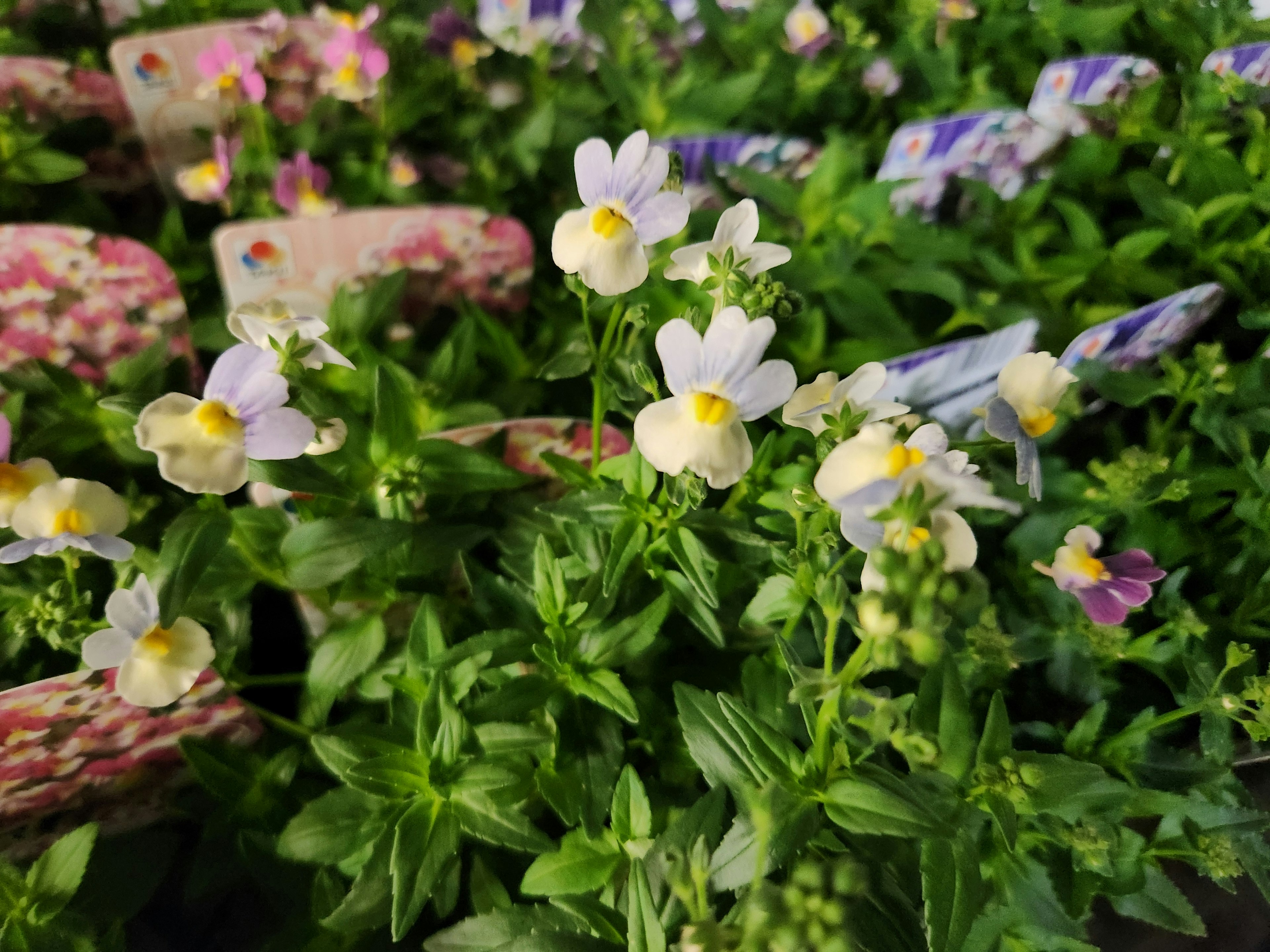 白い小花が咲く緑の植物のクローズアップ