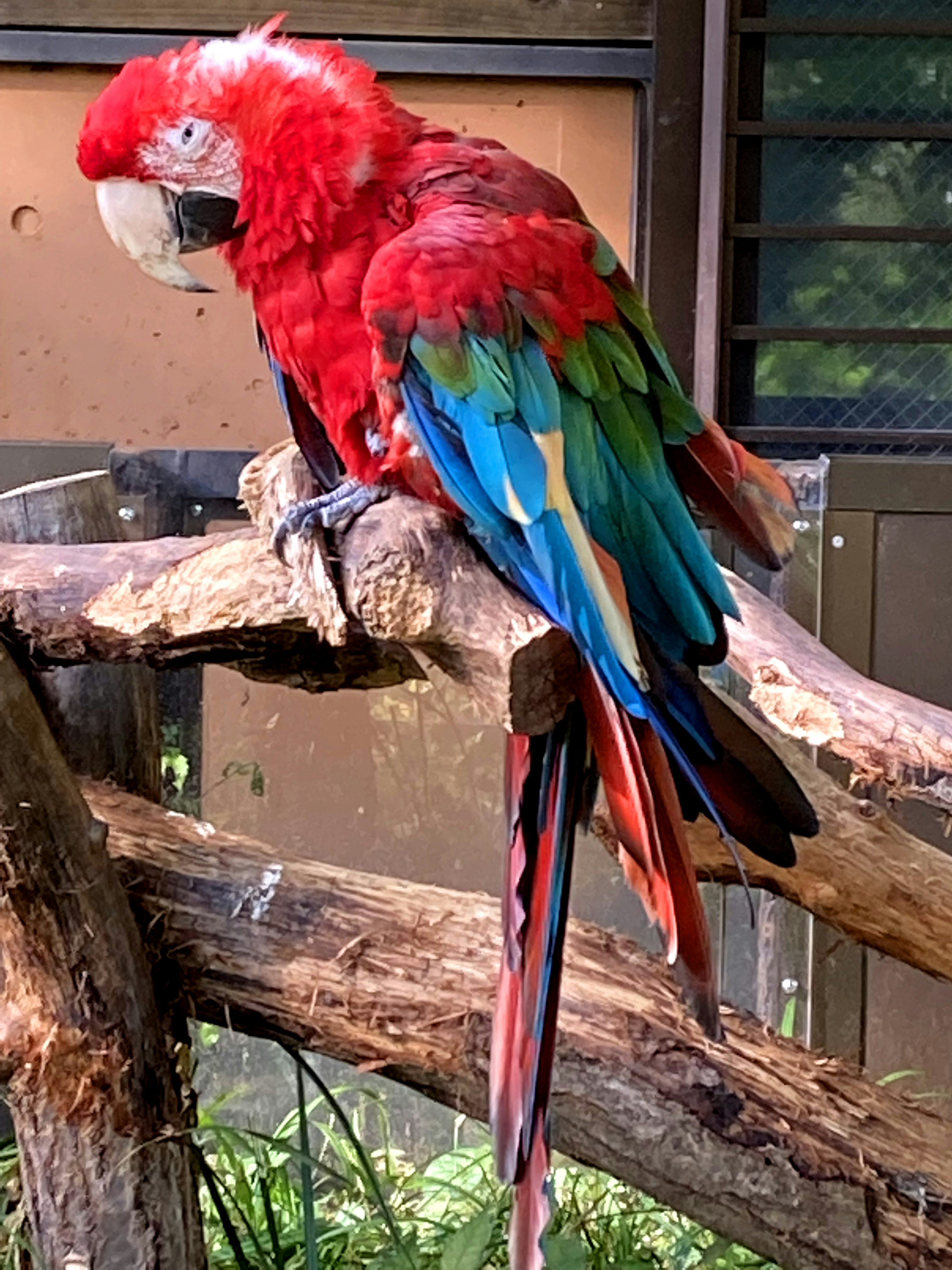 Un pappagallo rosso vivace appollaiato su un ramo con piume colorate