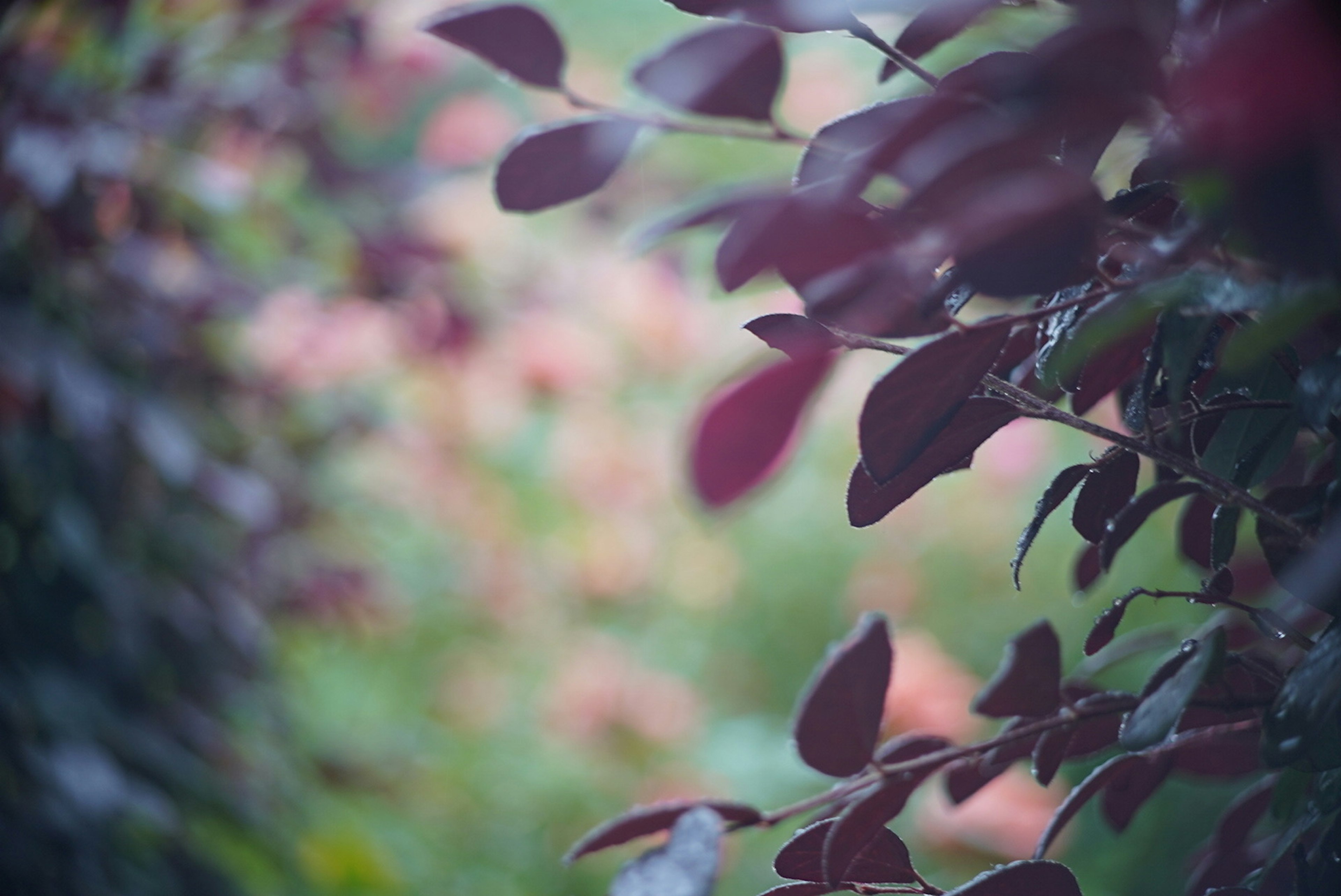 Cảnh thiên nhiên với nền mờ nổi bật lá màu burgundy