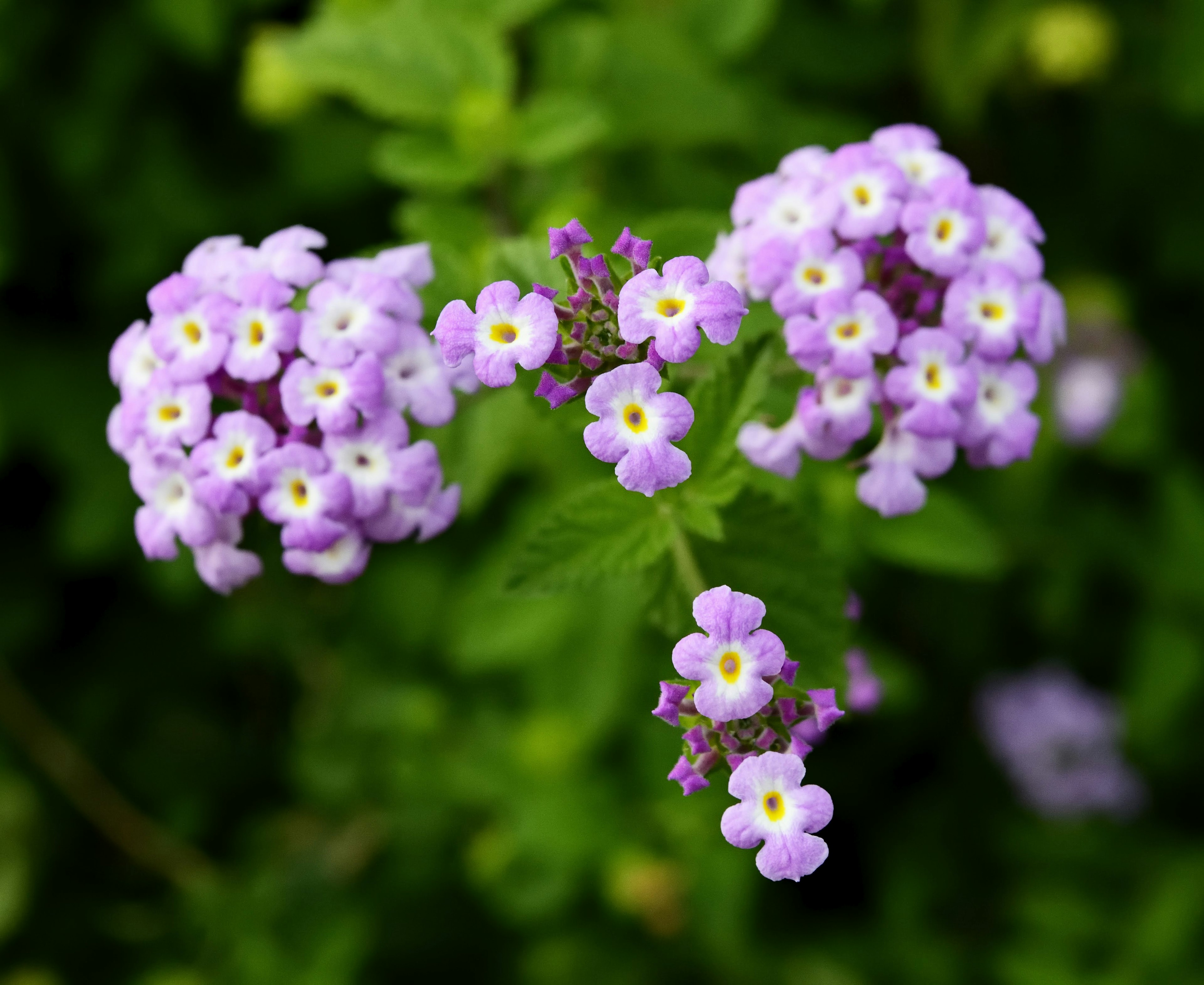 Close-up of a plant with purple flowers