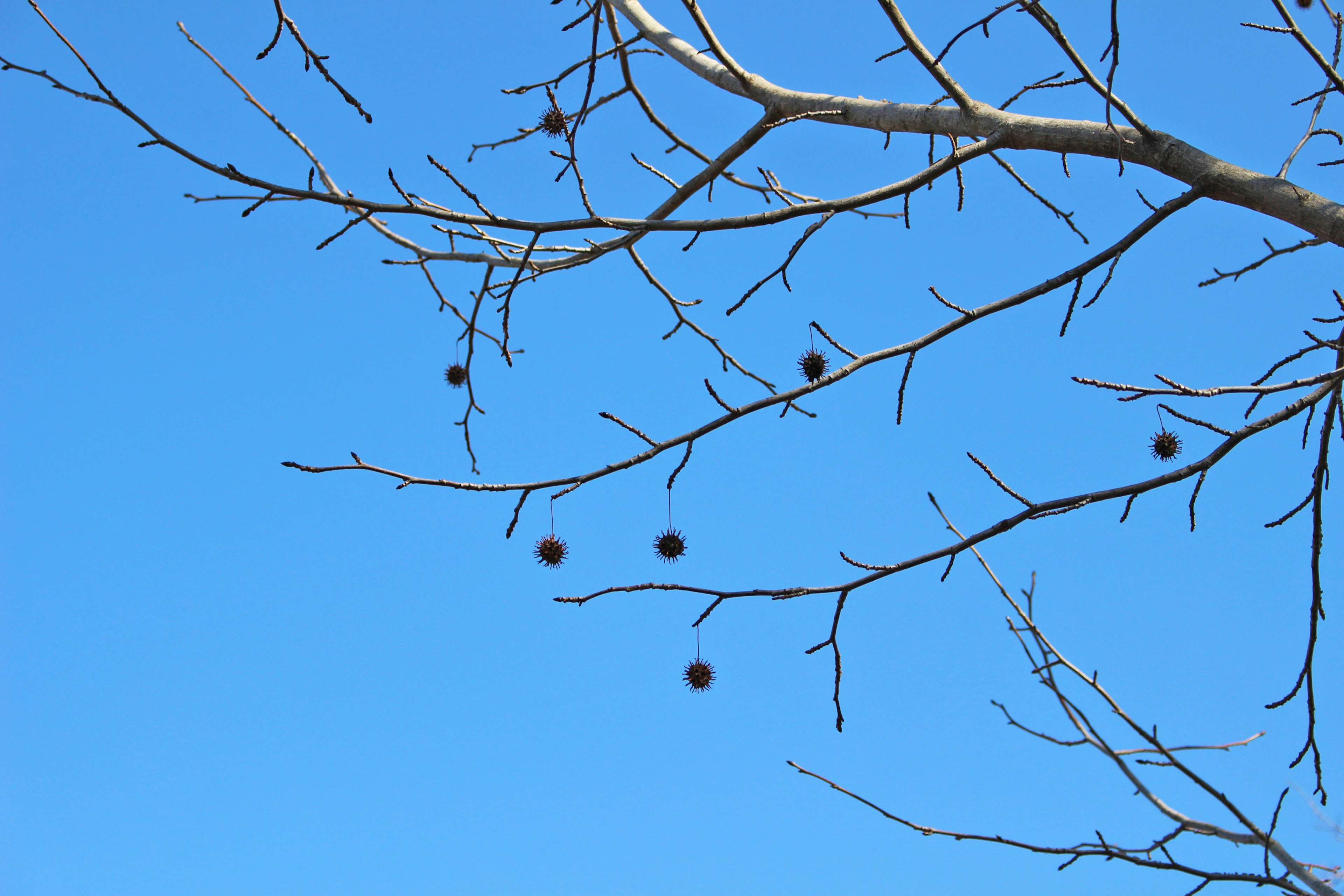 Multiple small fruits hanging from thin branches against a blue sky