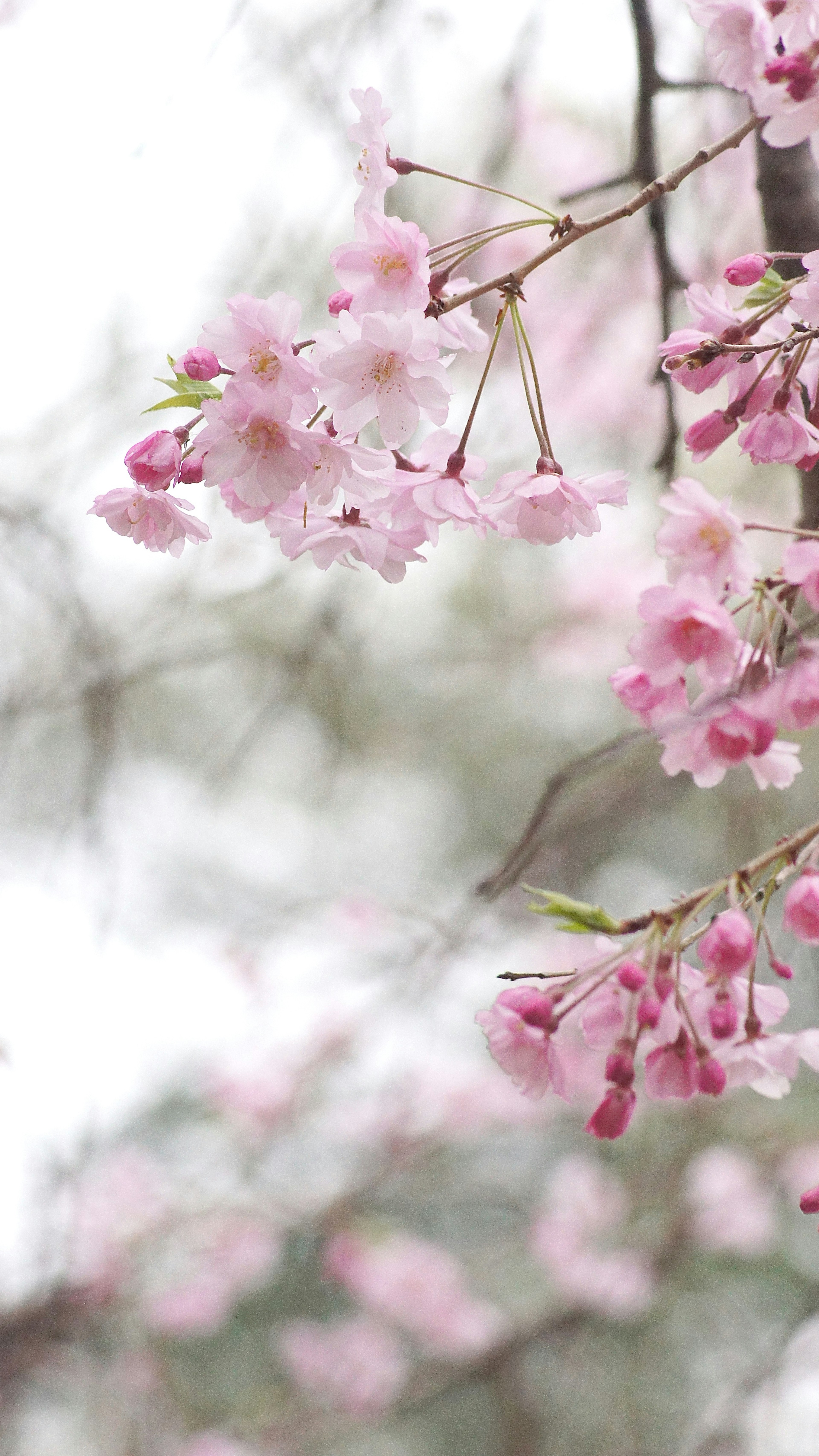 淡いピンクの桜の花が咲いている枝のクローズアップ