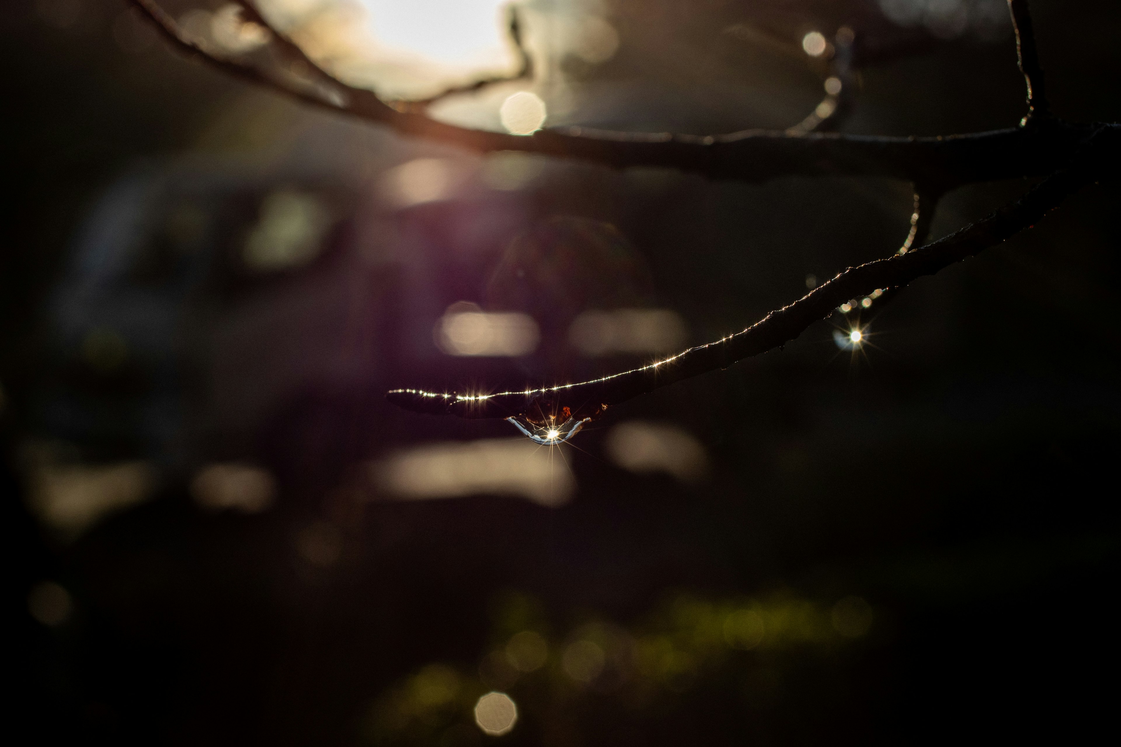 Gros plan d'une branche avec des gouttes d'eau en arrière-plan de coucher de soleil