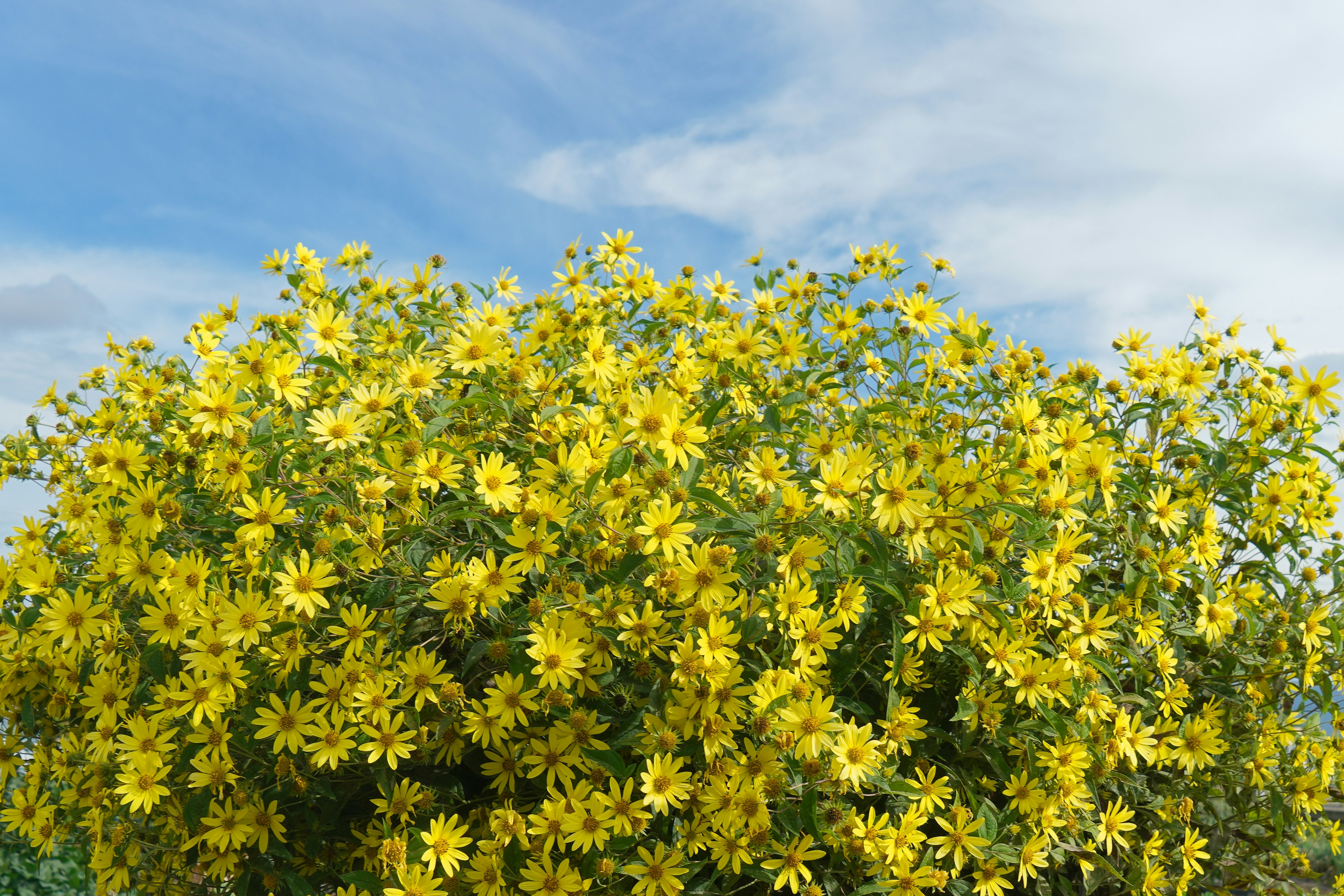 黄色い花が咲く茂みと青空