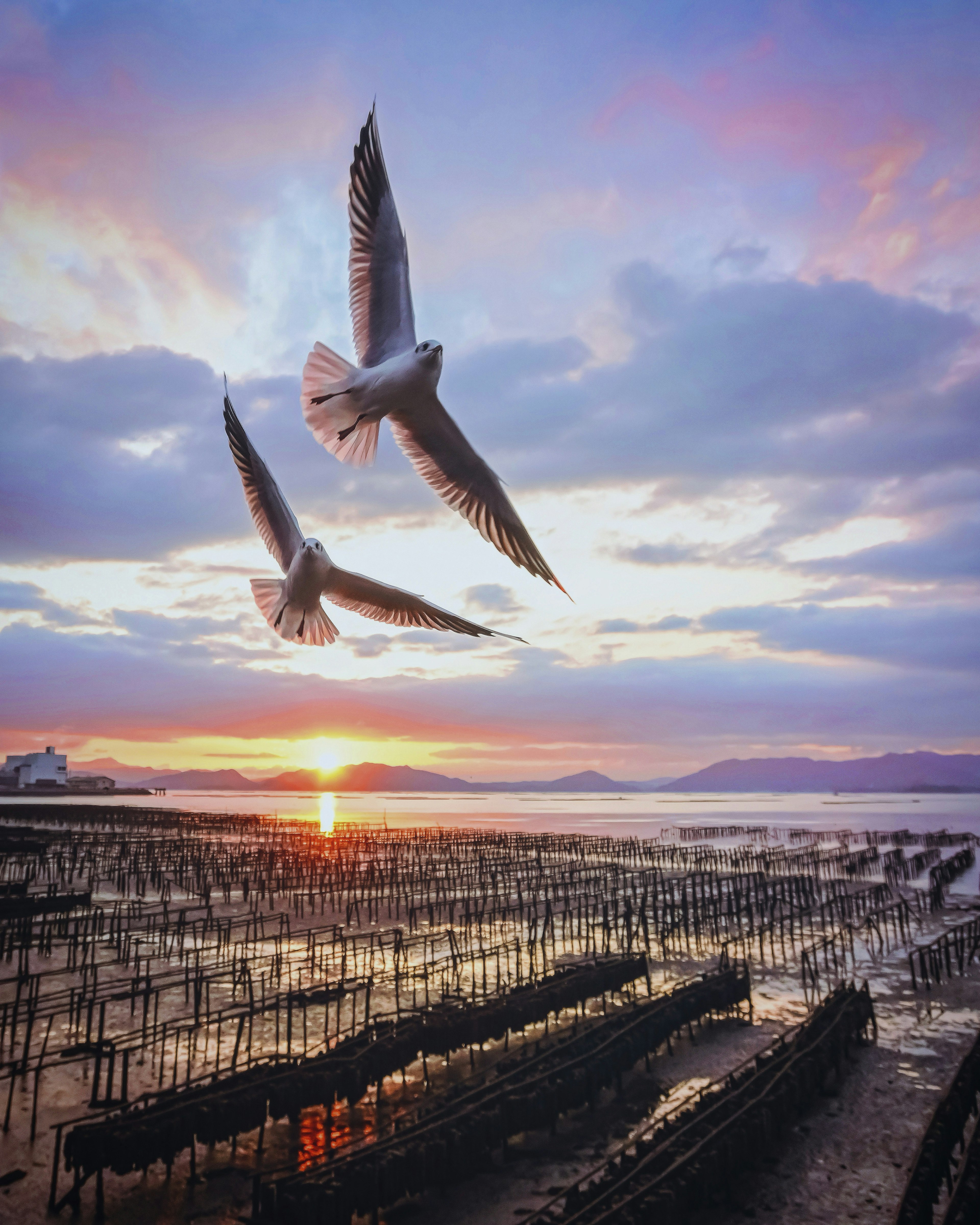 Two birds flying against a sunset backdrop with a tidal flat