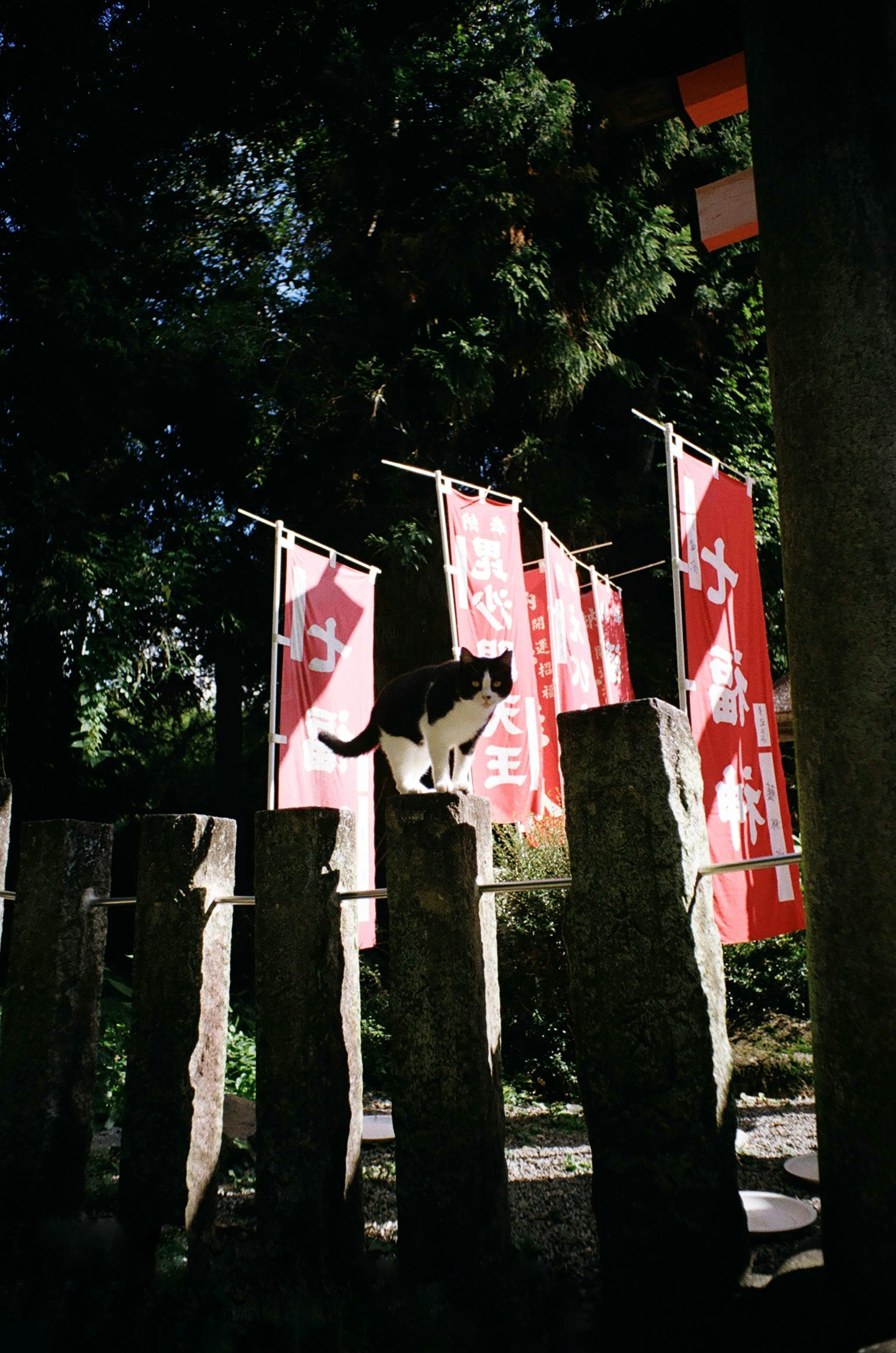 A cat in front of red banners on a stone fence