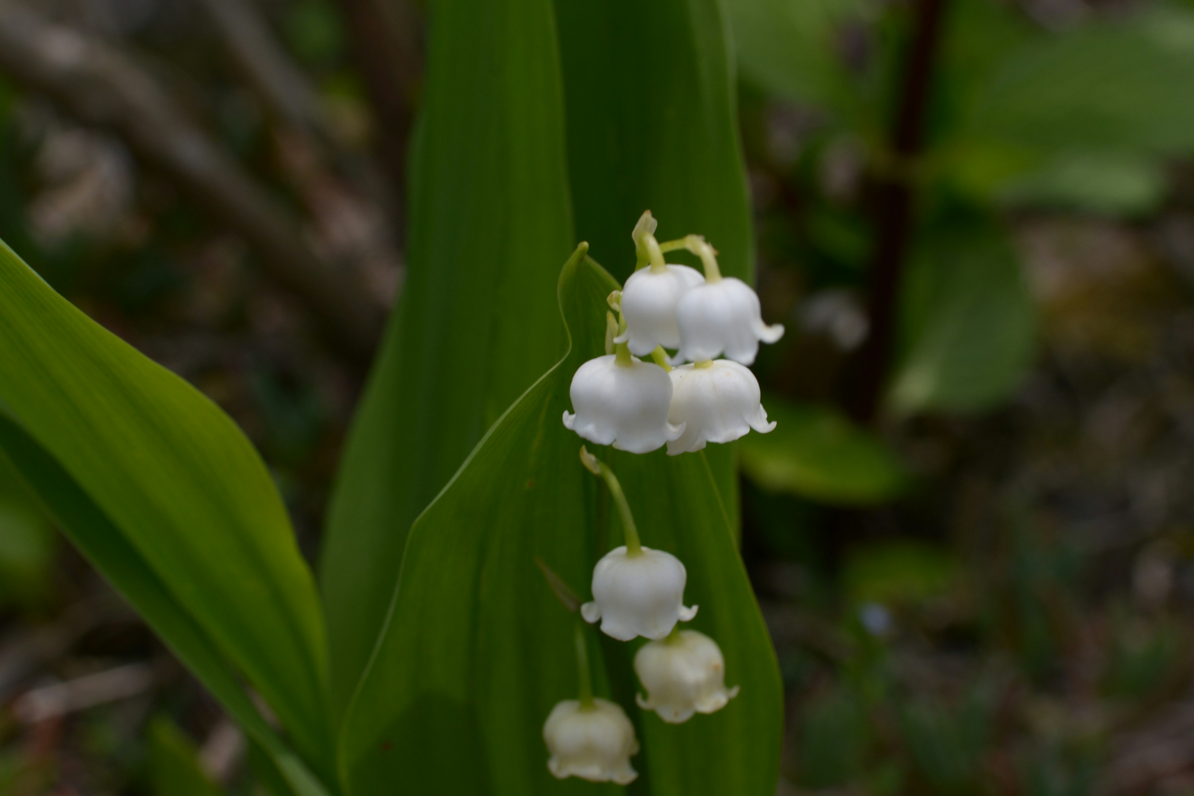 白い鈴のような花が咲いている植物のクローズアップ