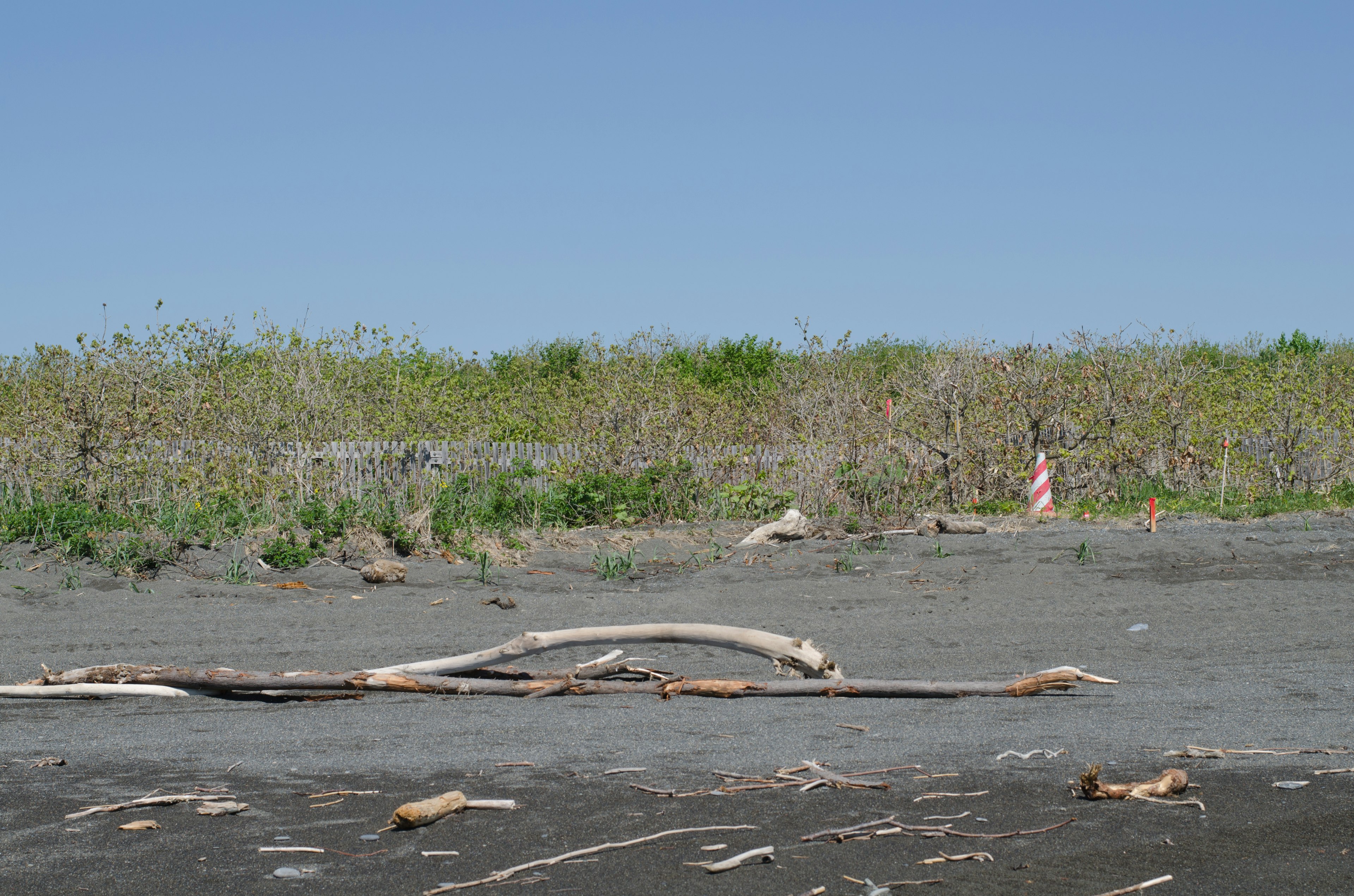 A black sand beach with driftwood and greenery under a blue sky