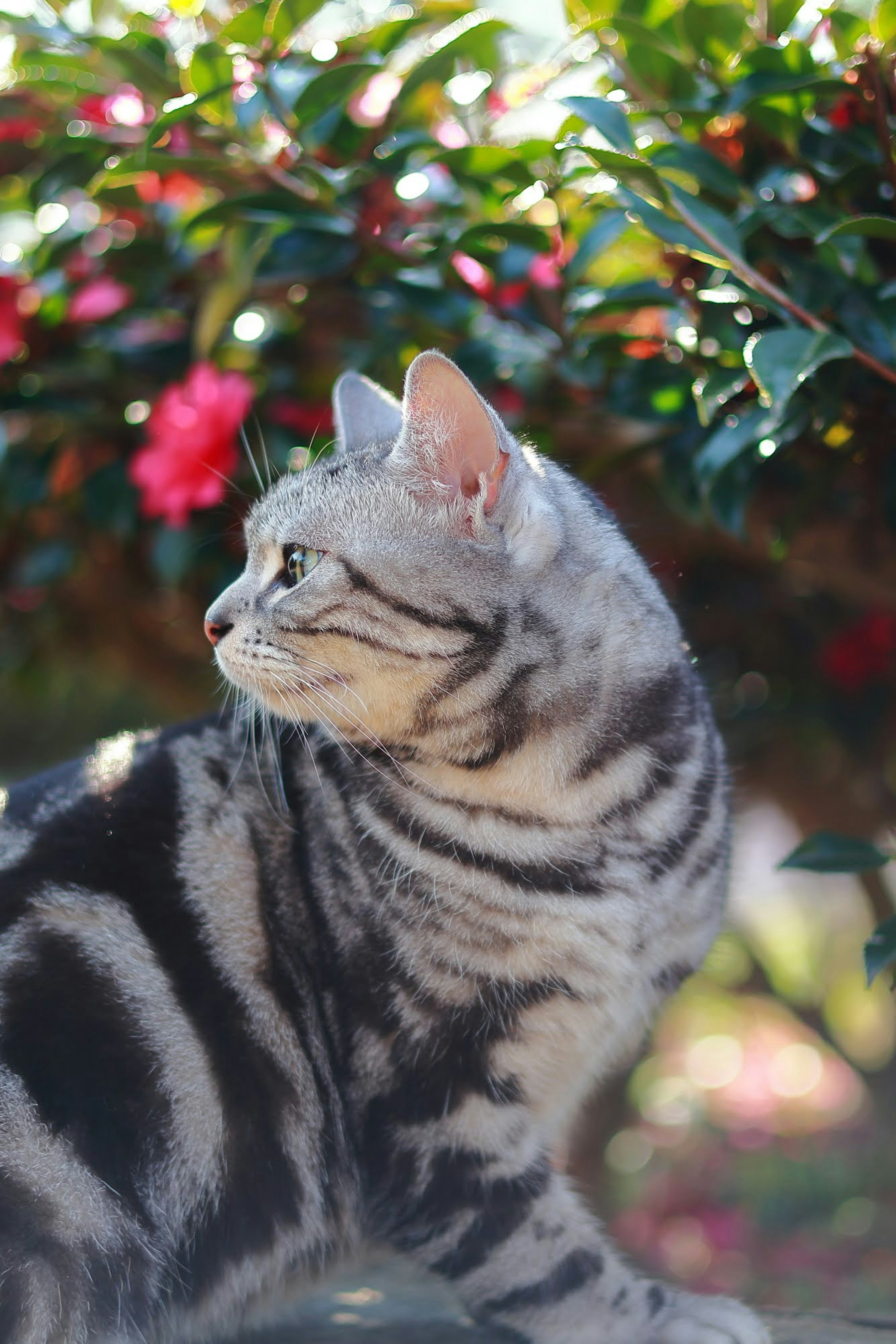 Un gato rayado plateado mirando un fondo floral