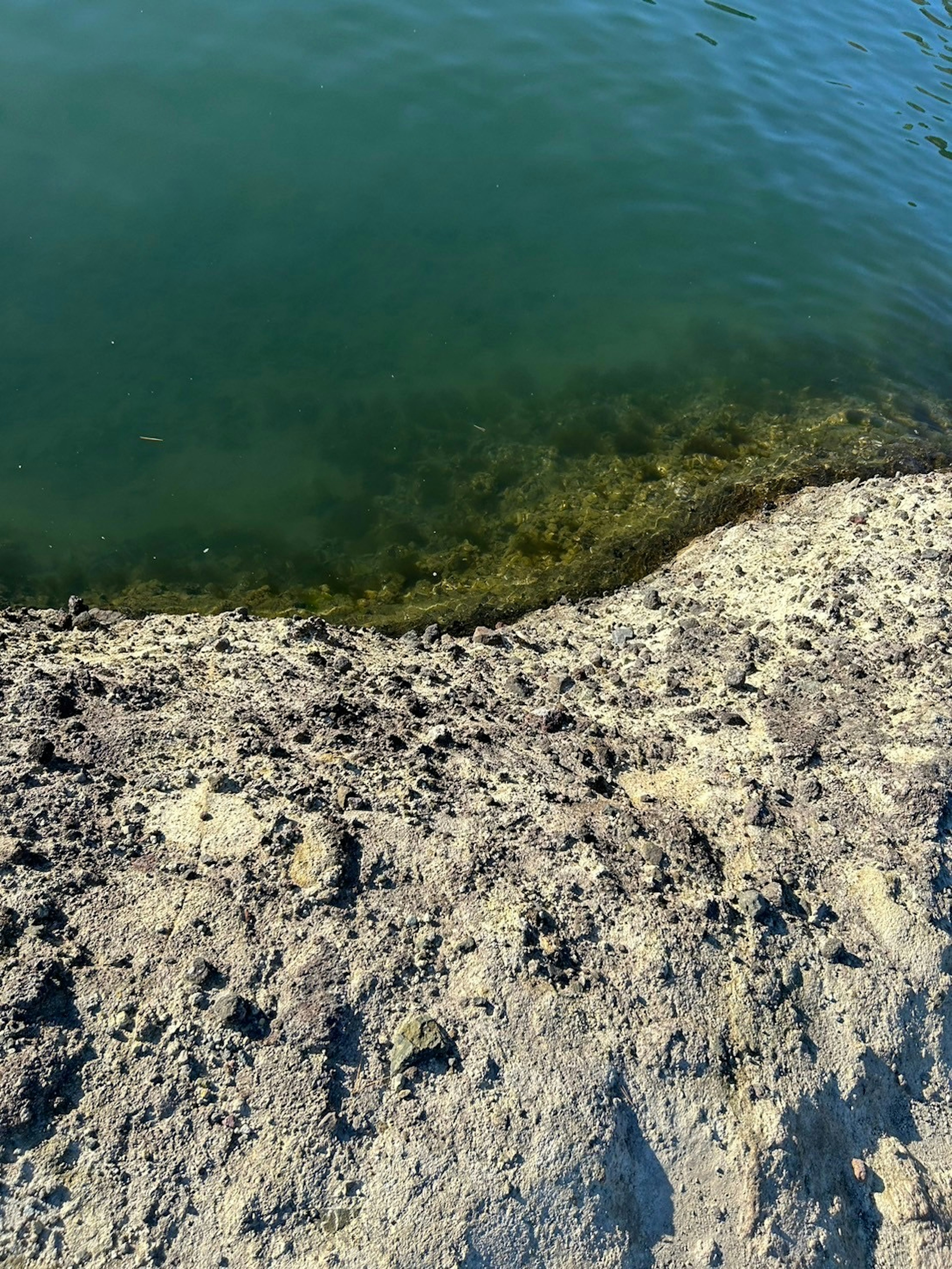 水辺の土壌と藻類が見える穏やかな水面