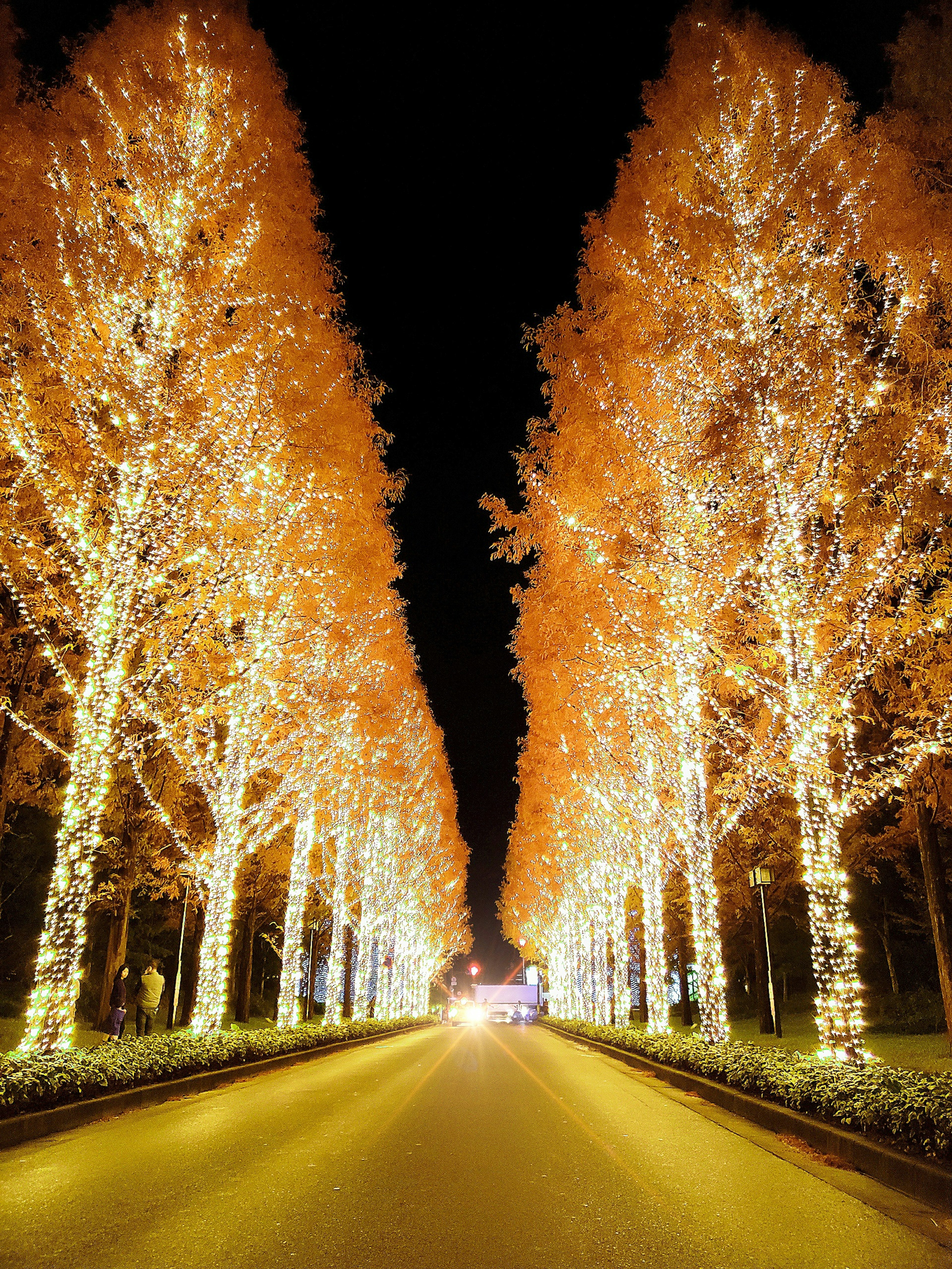 Tree-lined pathway illuminated with orange lights at night