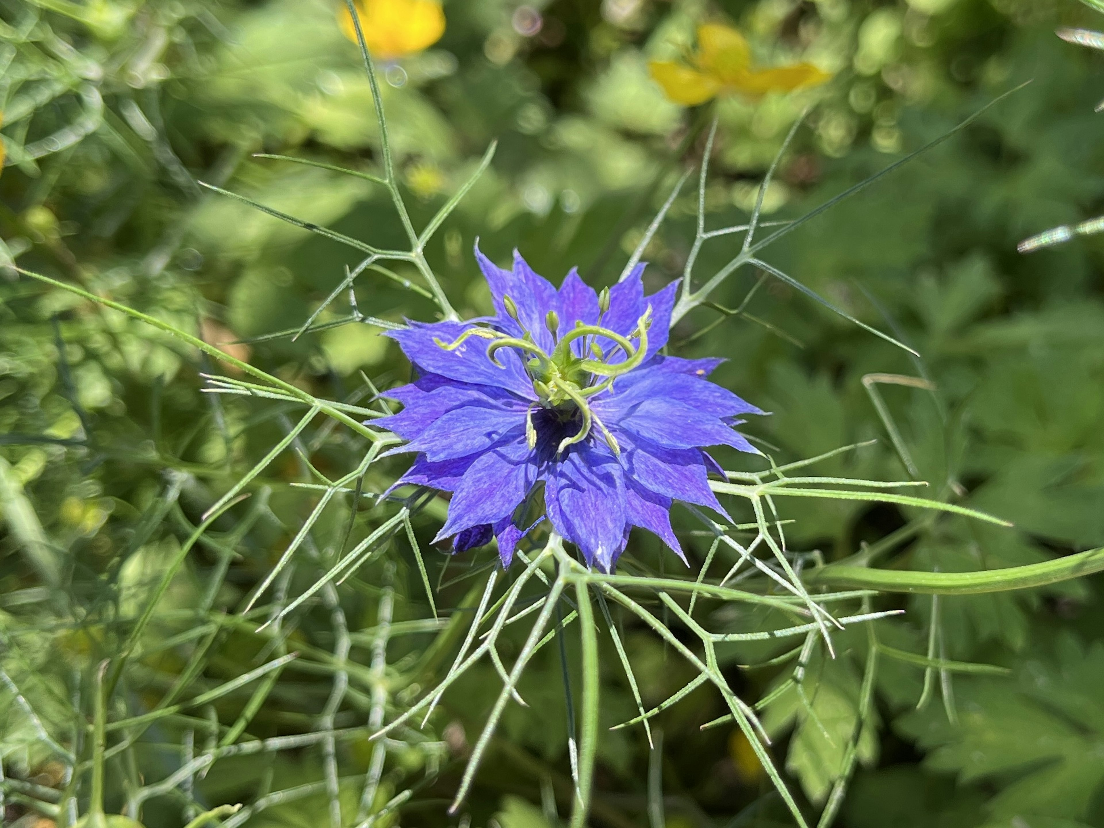 Un fiore blu-viola vibrante circondato da foglie verdi