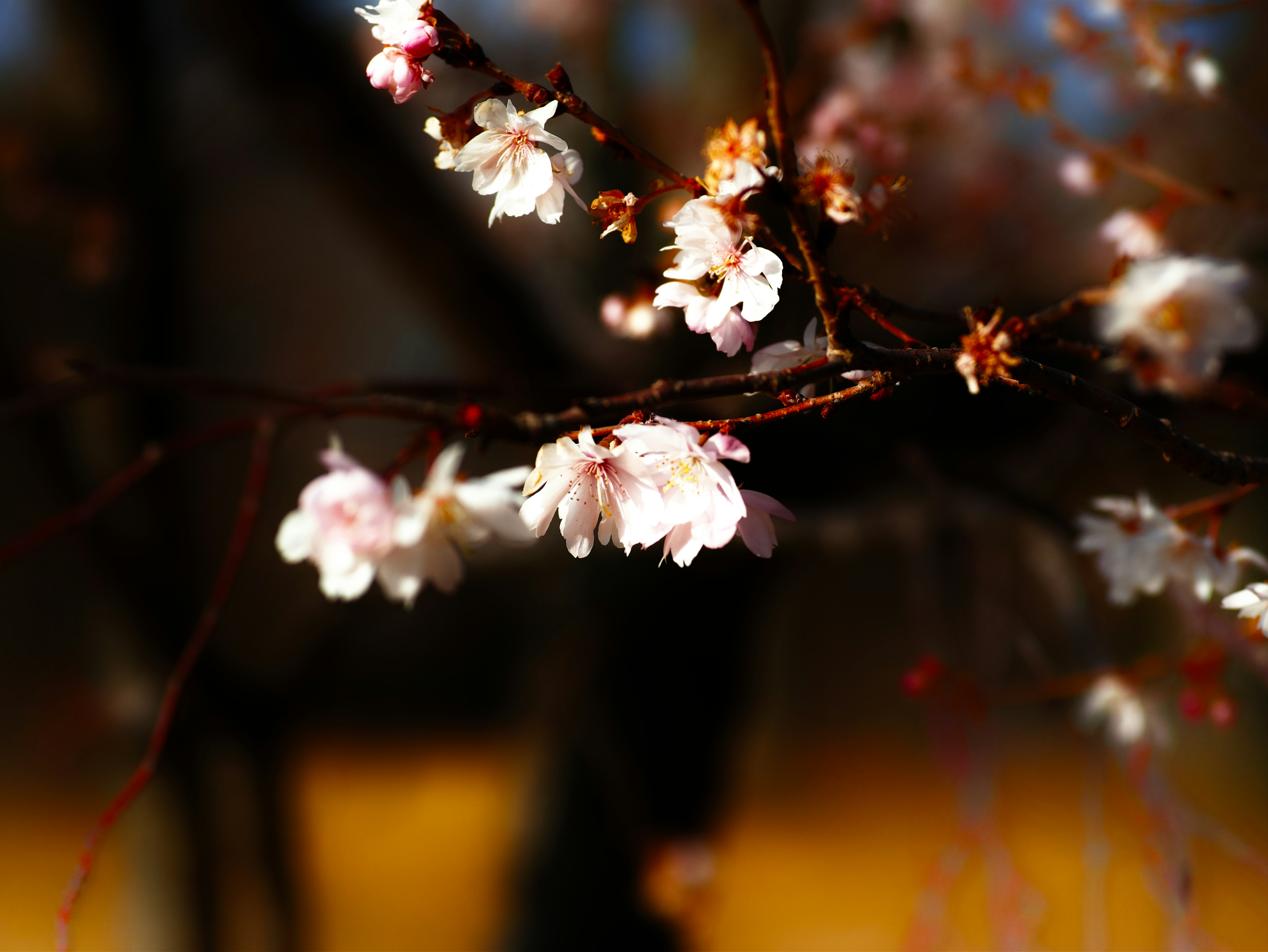 Close-up of cherry blossom flowers on a branch