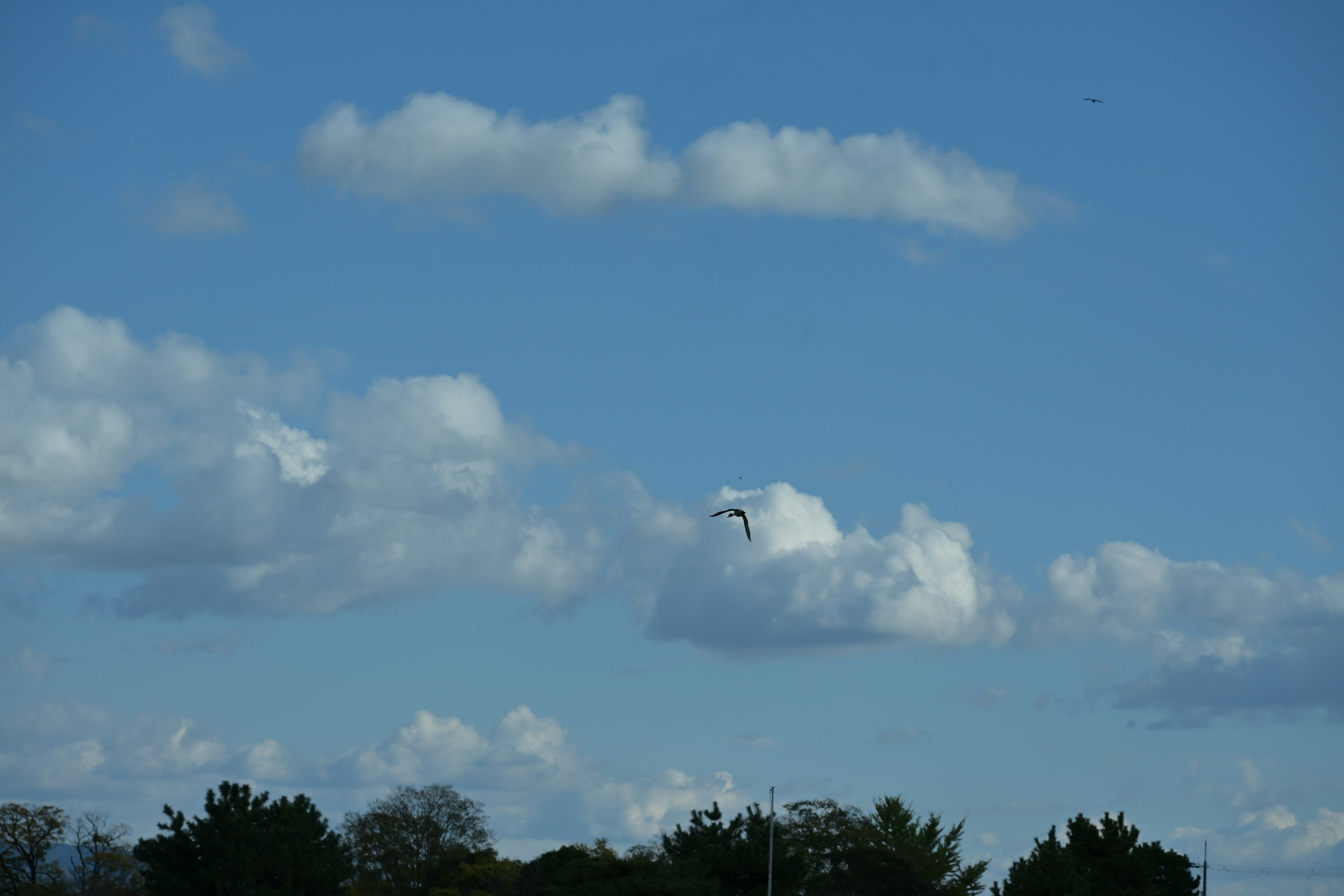 Nubes blancas flotando en un cielo azul con siluetas de árboles verdes