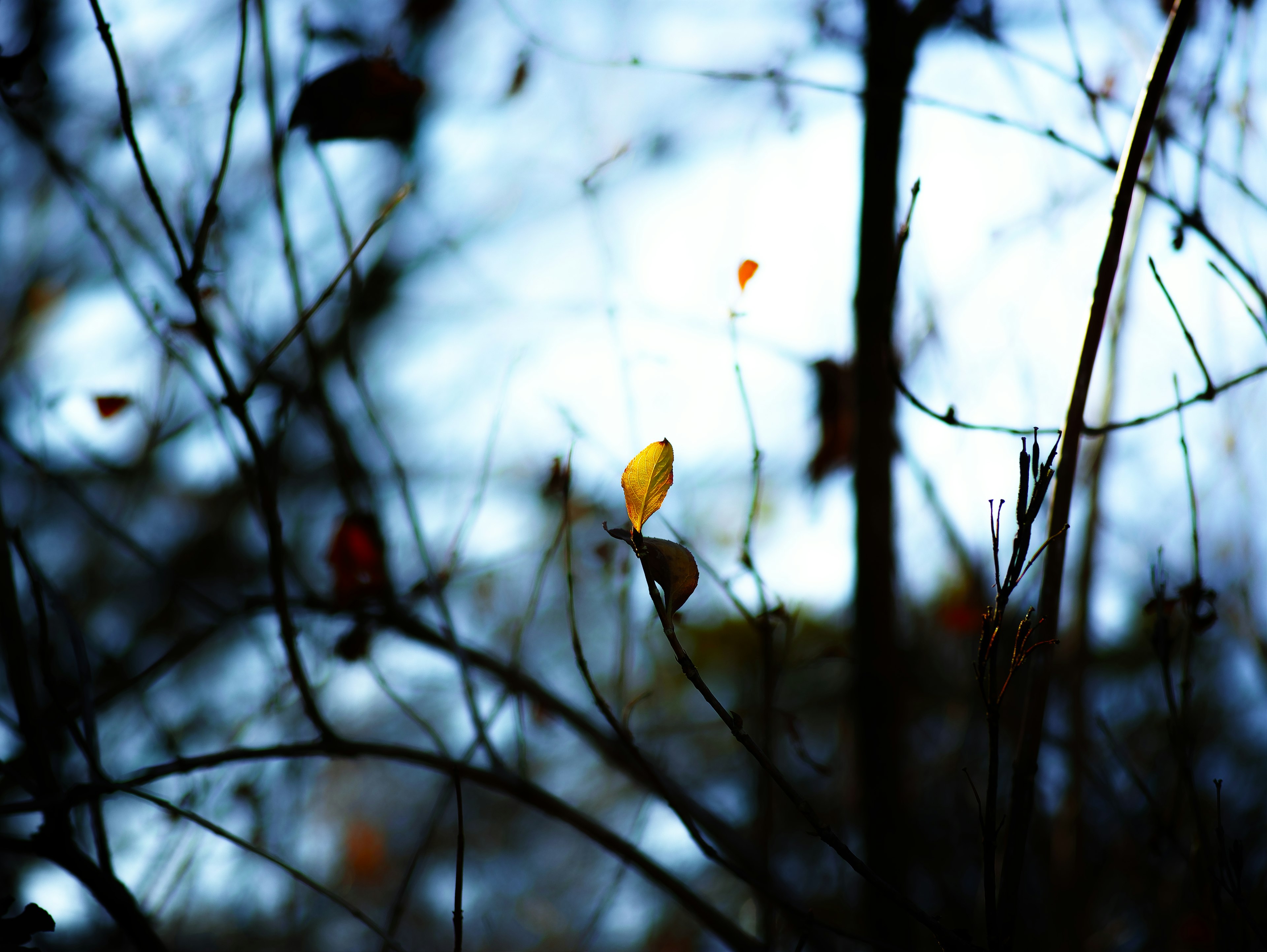 Une seule feuille jaune se détache sur un fond sombre de branches