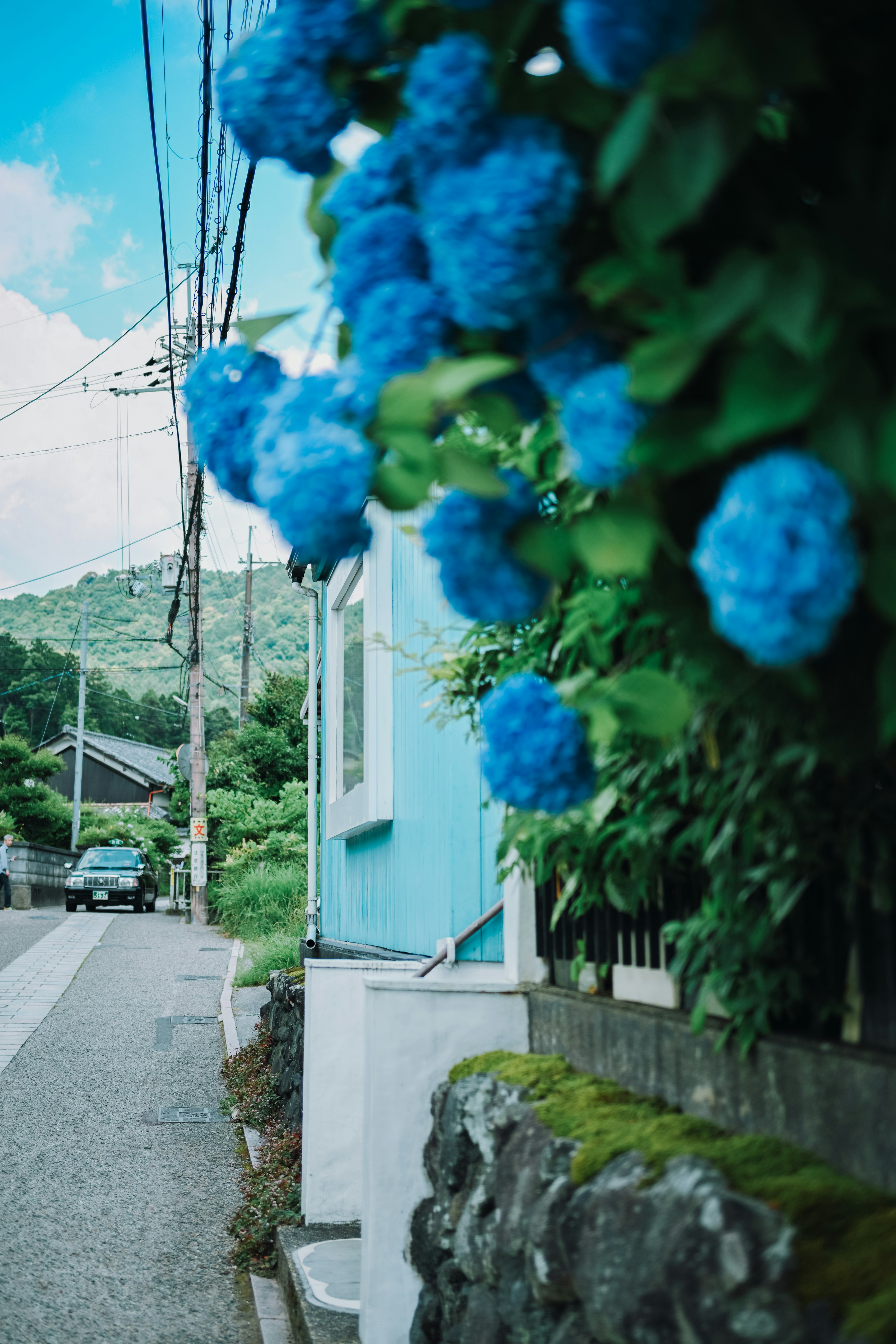 Blaue Hortensien blühen entlang einer Straße mit einem Haus und Grünflächen