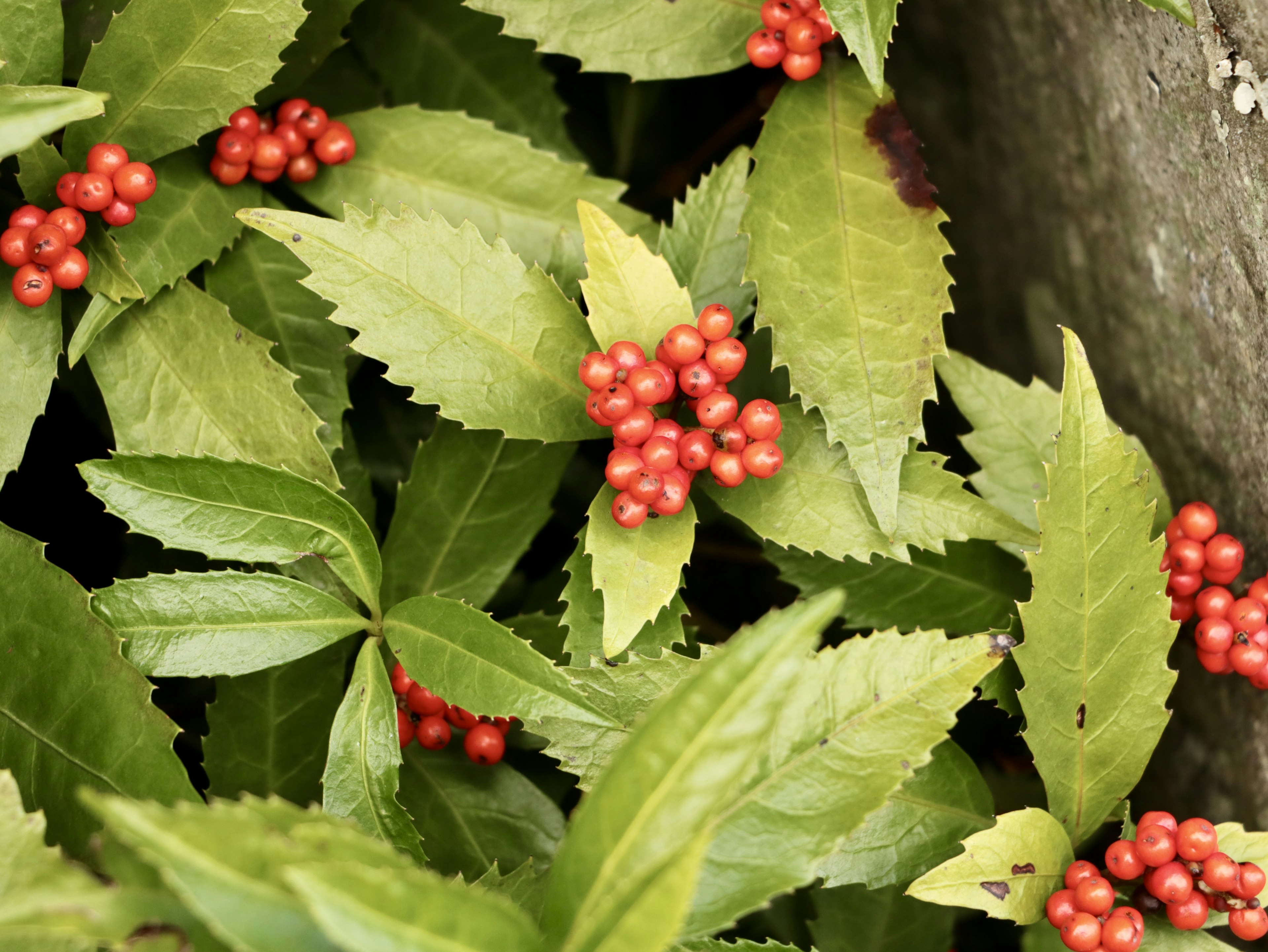 Nahaufnahme einer Pflanze mit grünen Blättern und roten Beeren