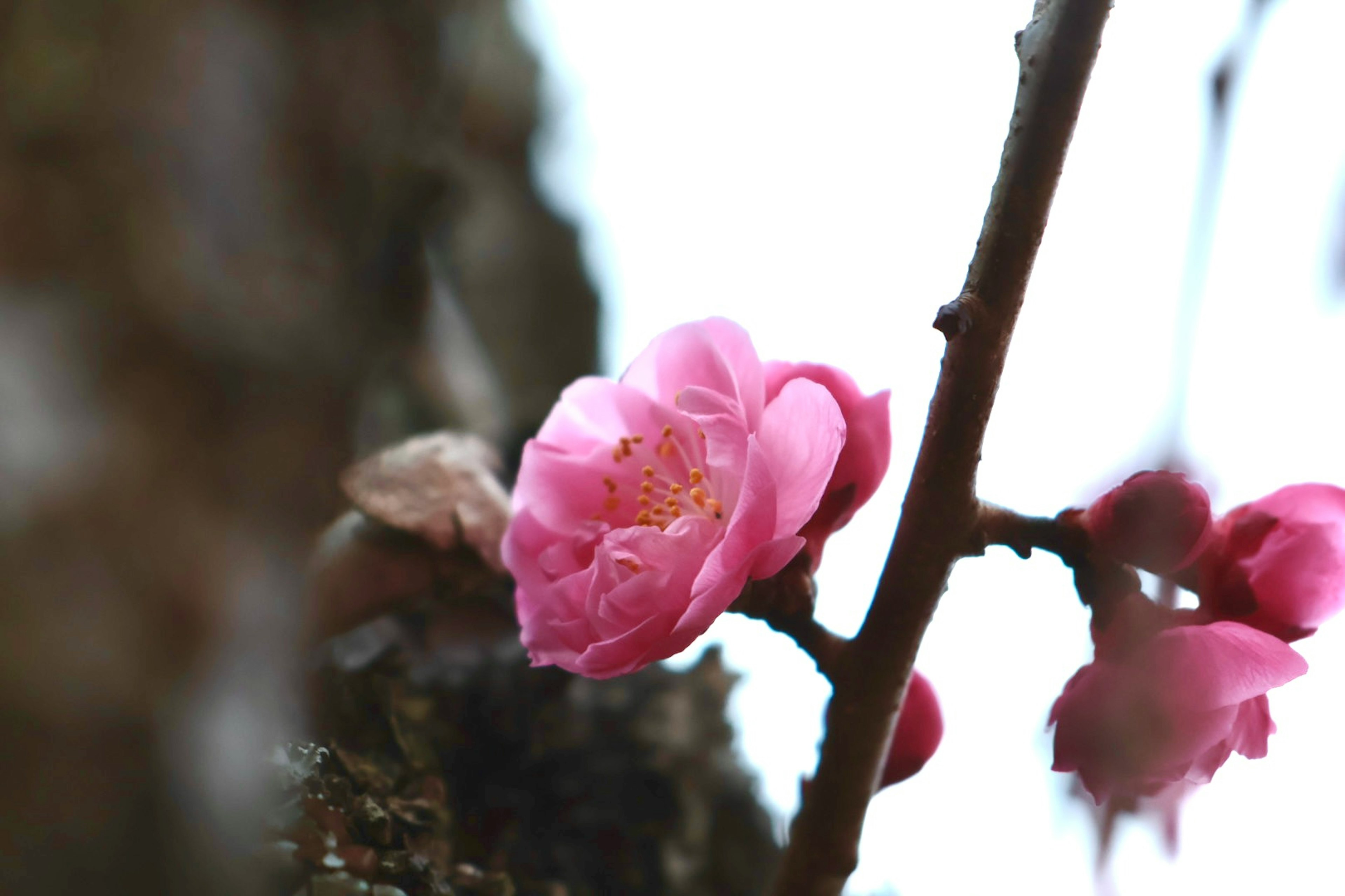 ピンクの梅の花が枝に咲いている