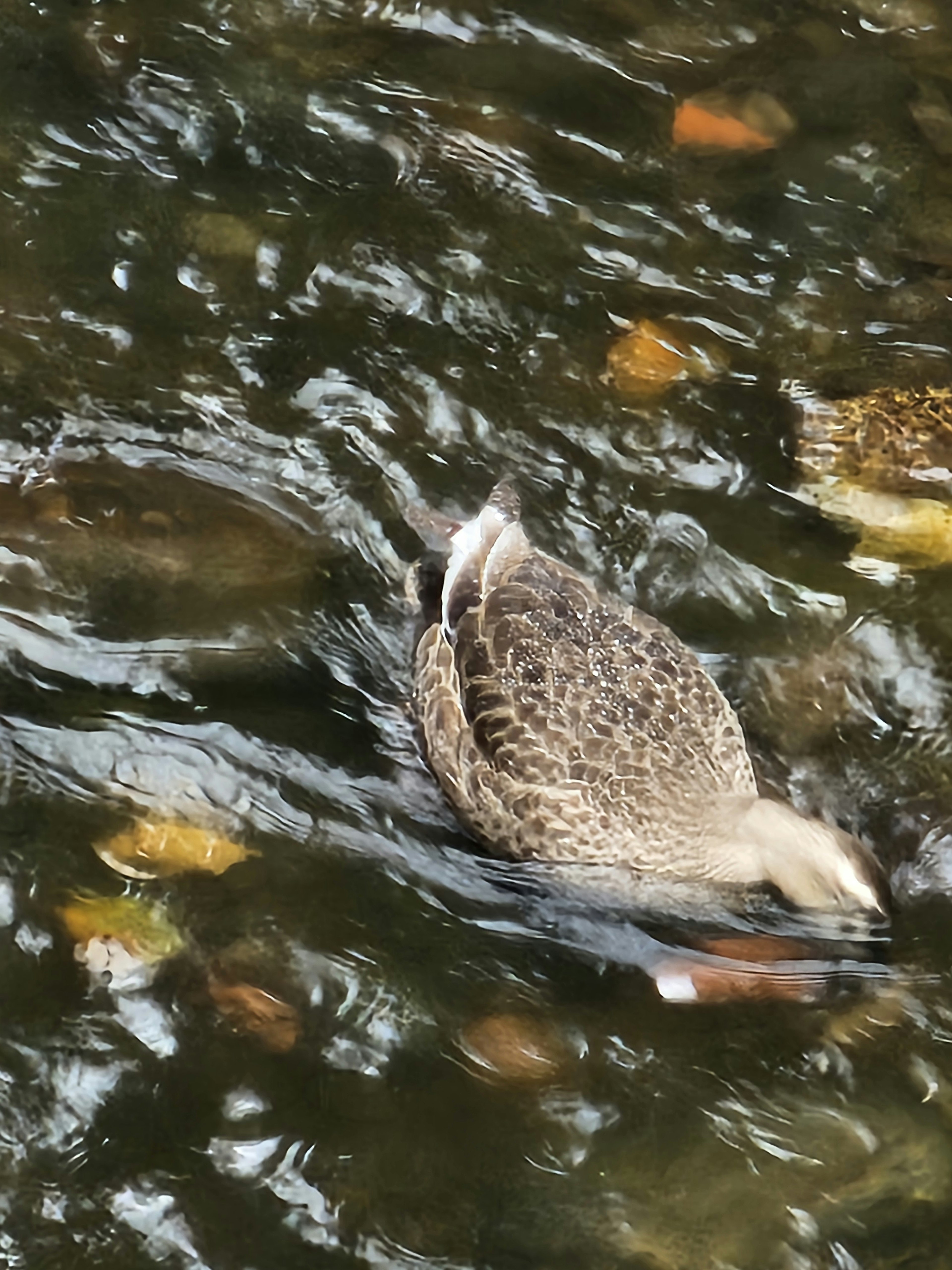 Gambar bebek berenang di atas air dengan pola bulu yang khas