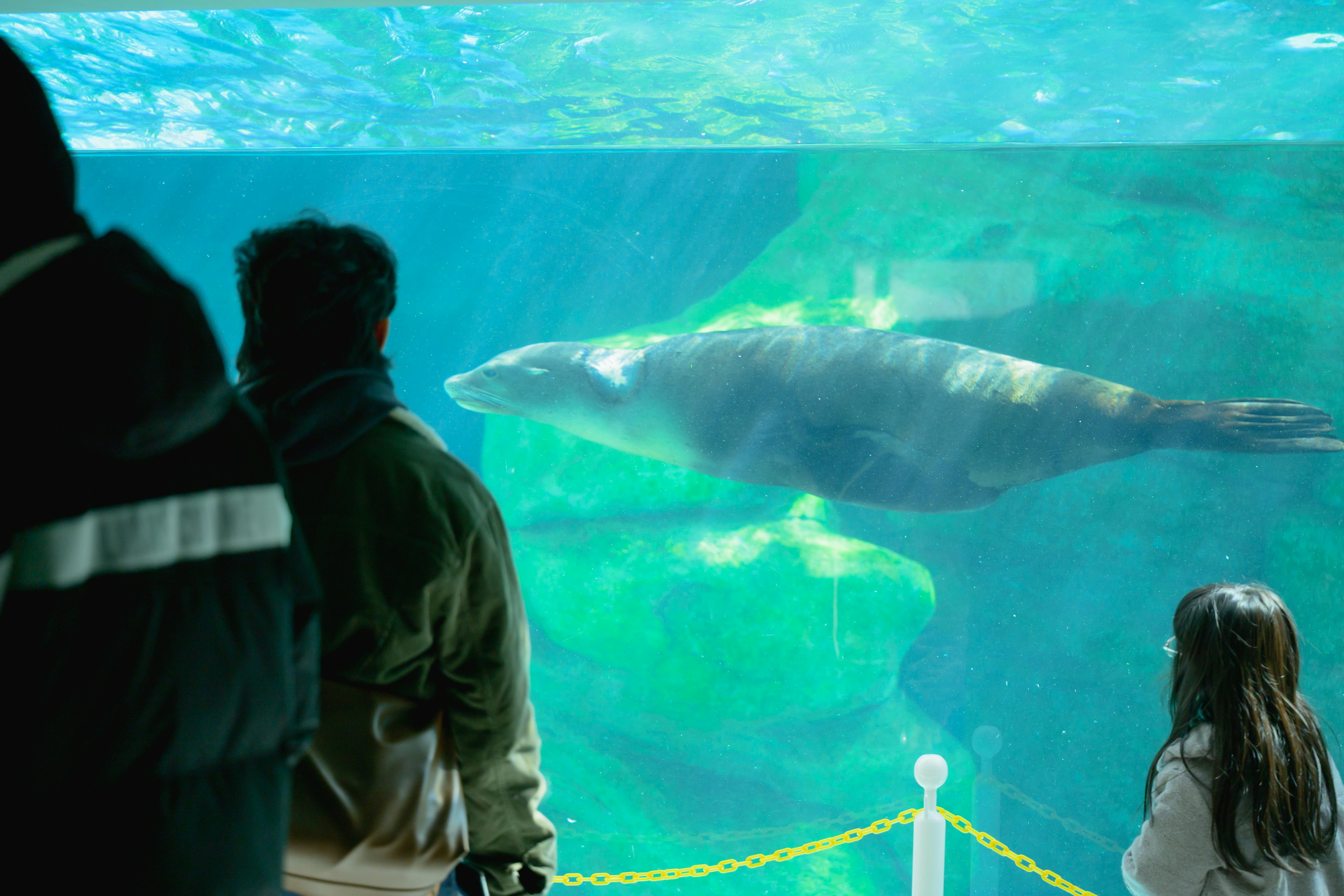 Phoque nageant dans un aquarium avec des silhouettes de spectateurs