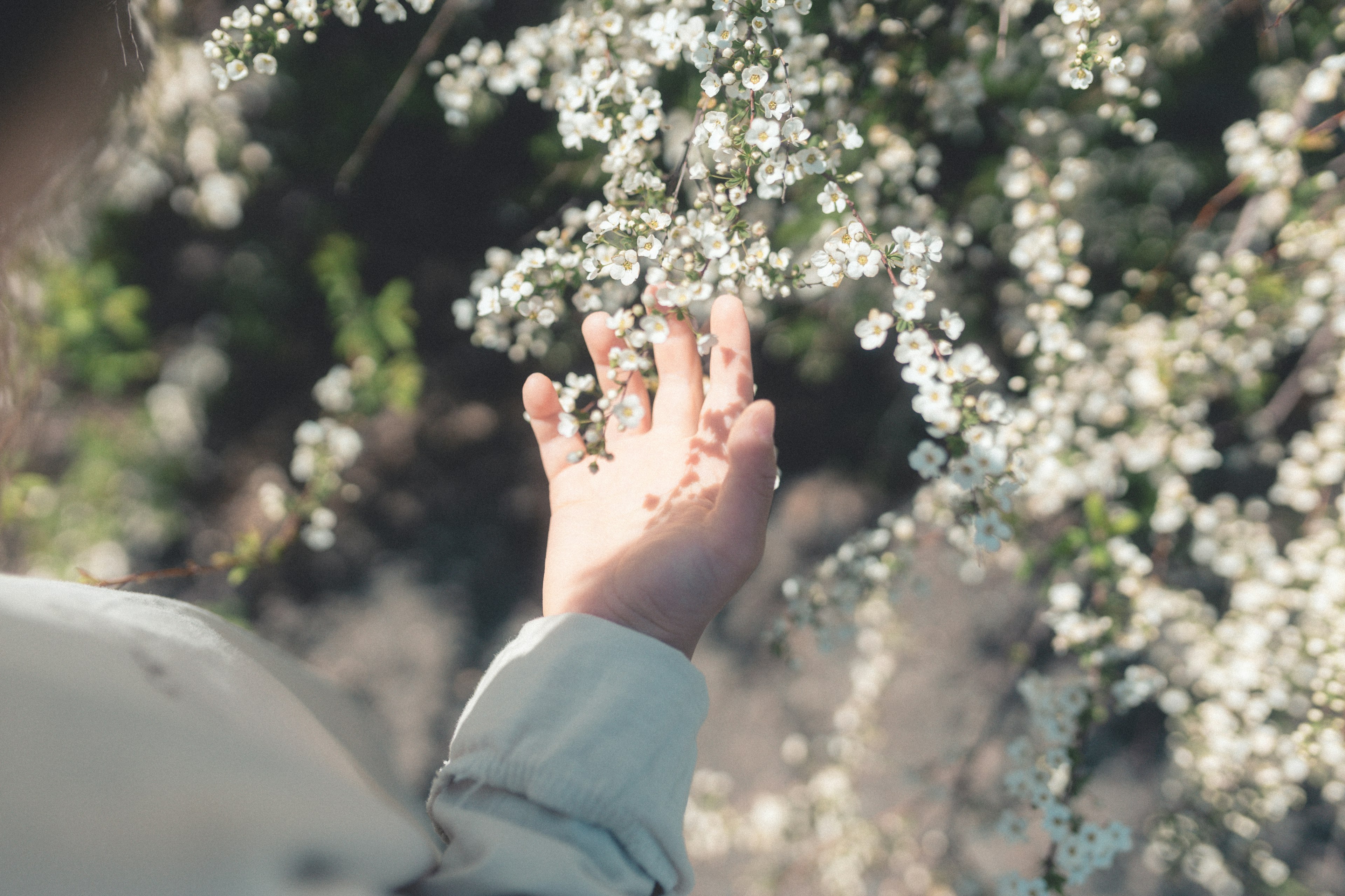 Primer plano de una mano tocando flores blancas