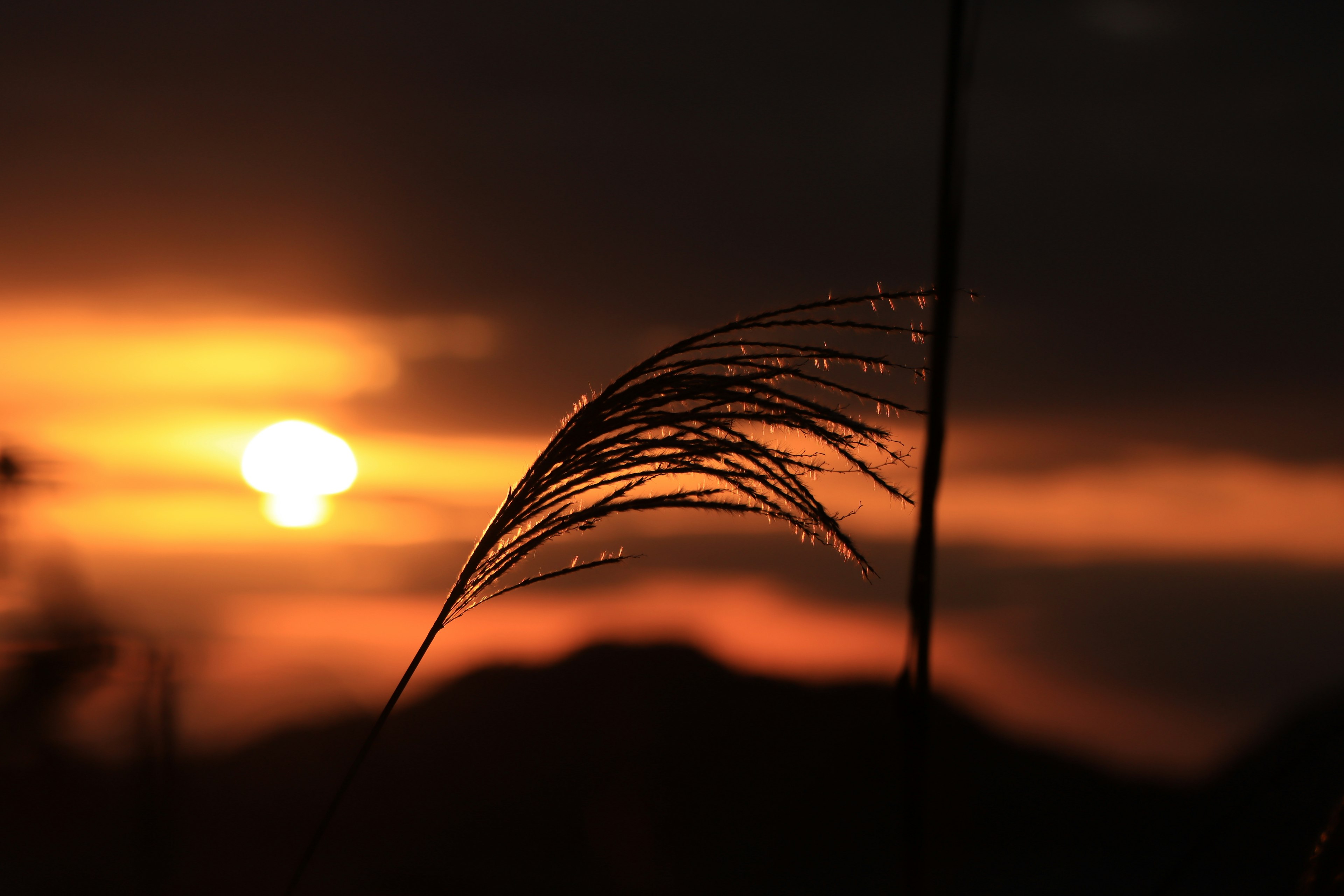 A close-up of grass with dew drops against a sunset background