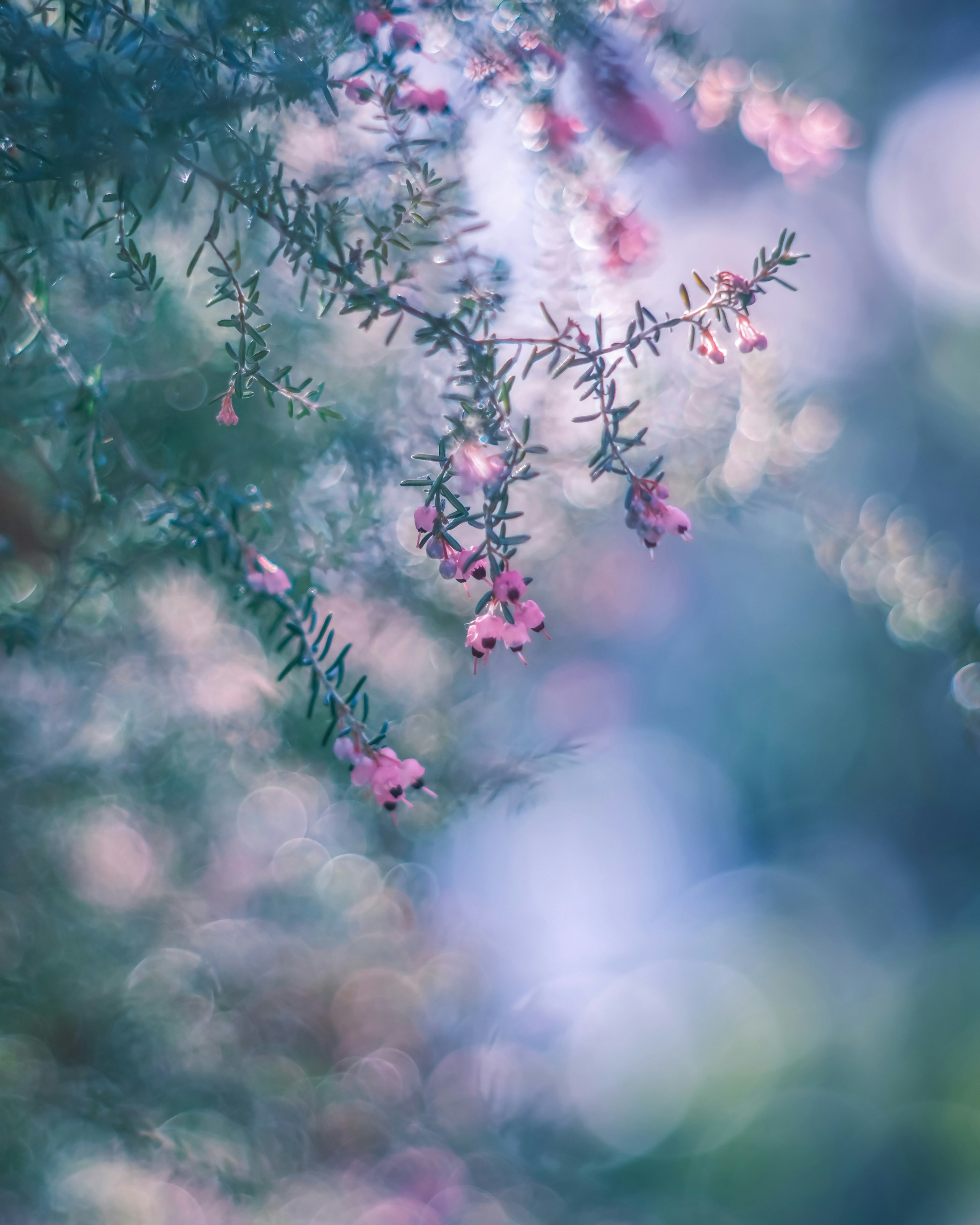 柔らかな色合いの花が咲く枝がぼんやりとした背景に浮かぶ