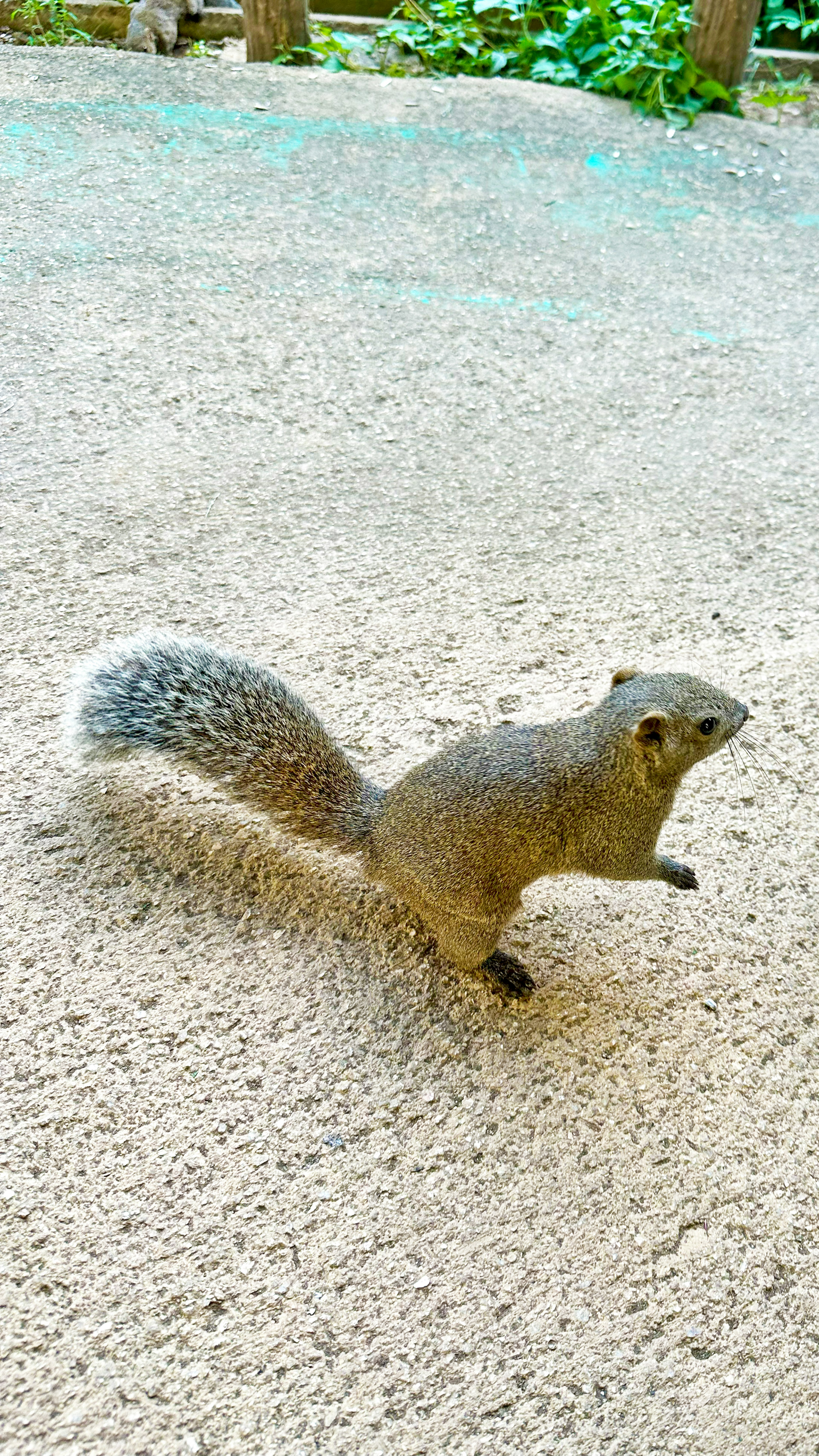 Gray squirrel running on the ground