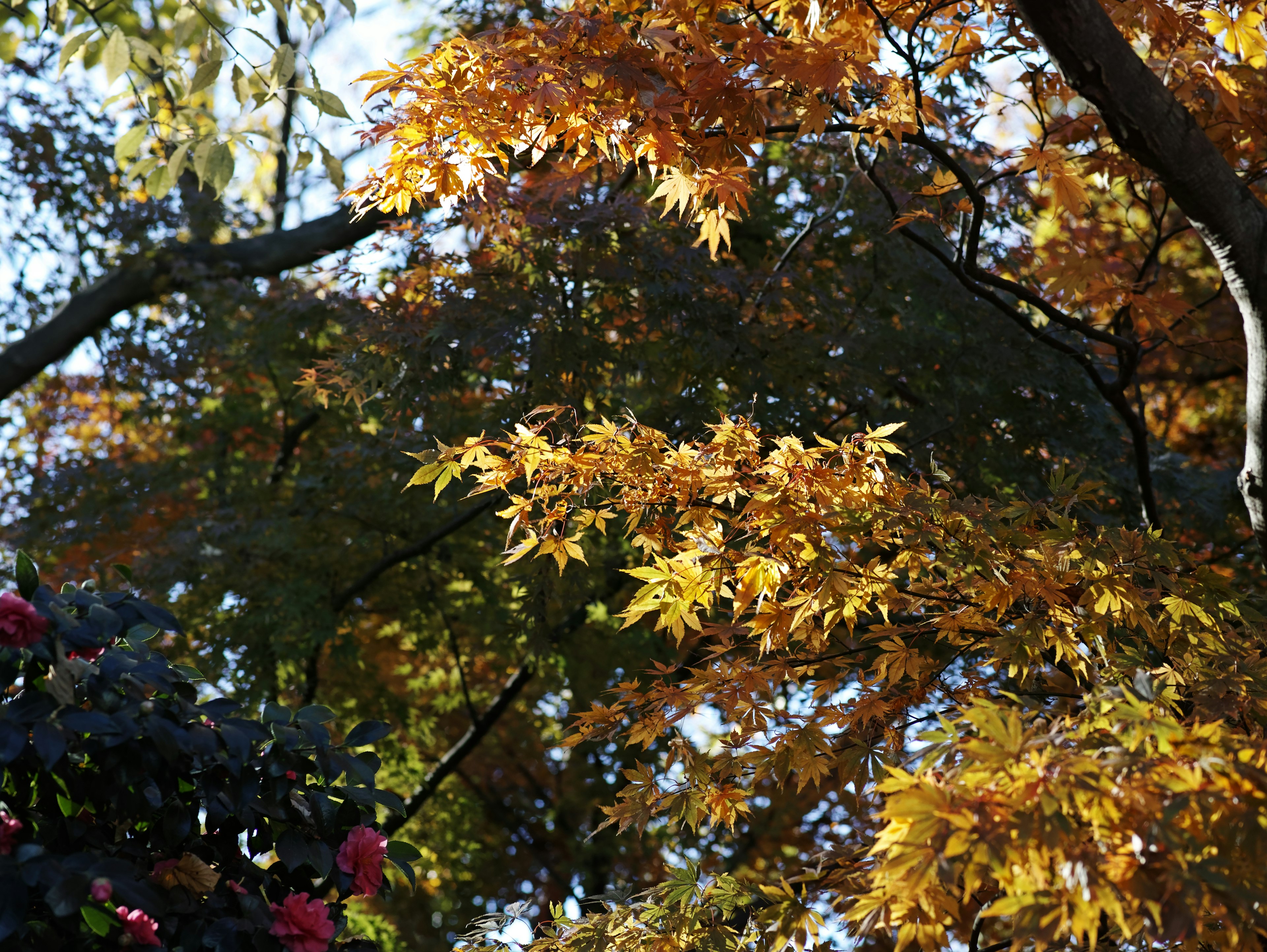 秋の紅葉の美しい黄色い葉と緑の背景