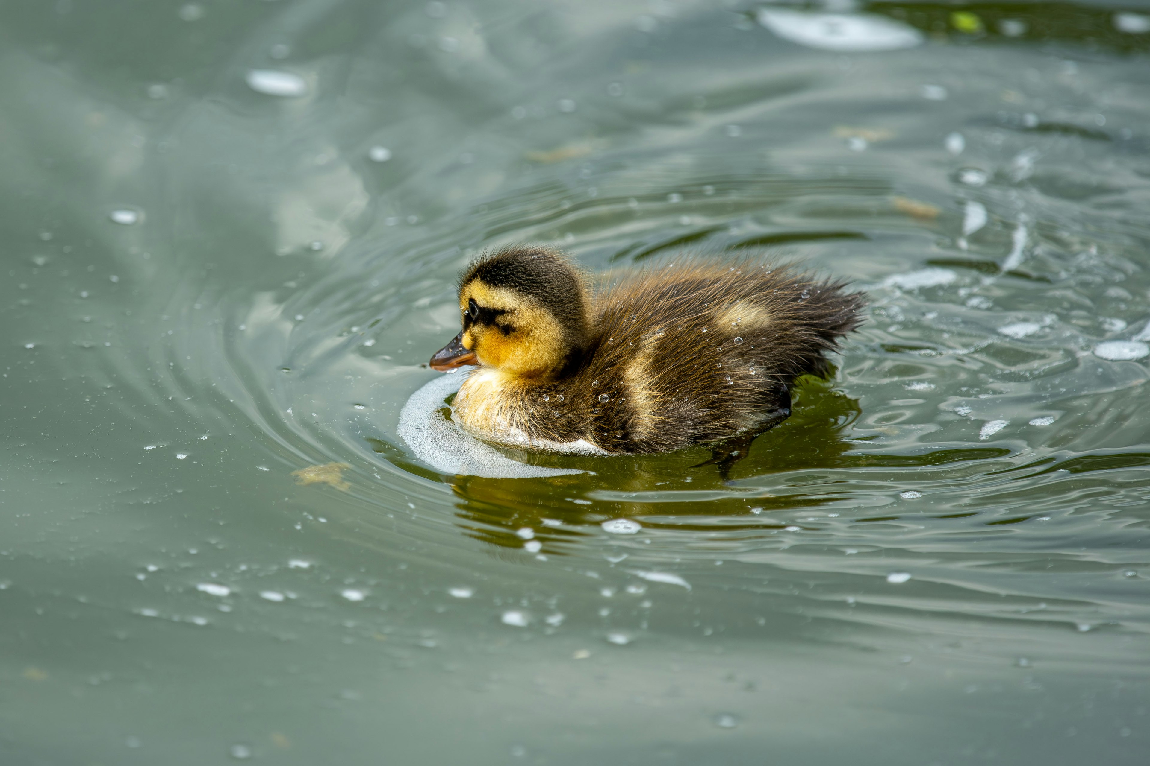 Ein kleines Entenküken schwimmt auf der Wasseroberfläche