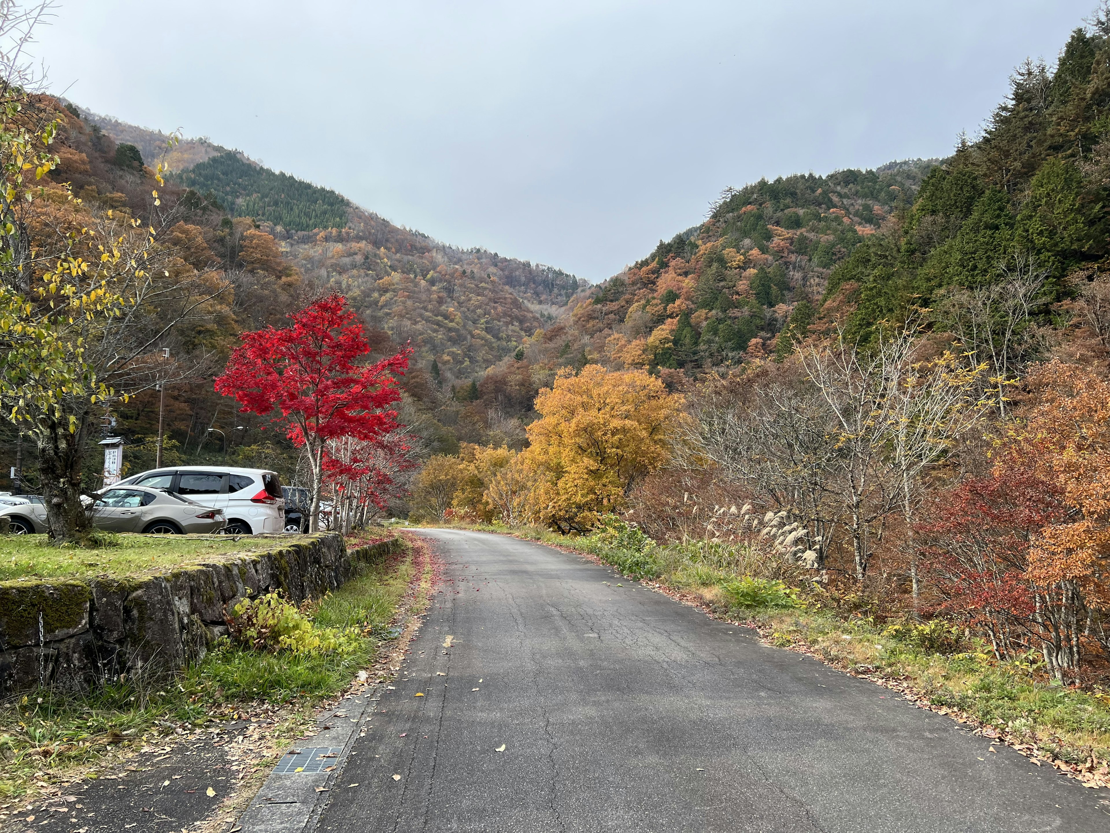 秋の紅葉が美しい山道と赤い木々