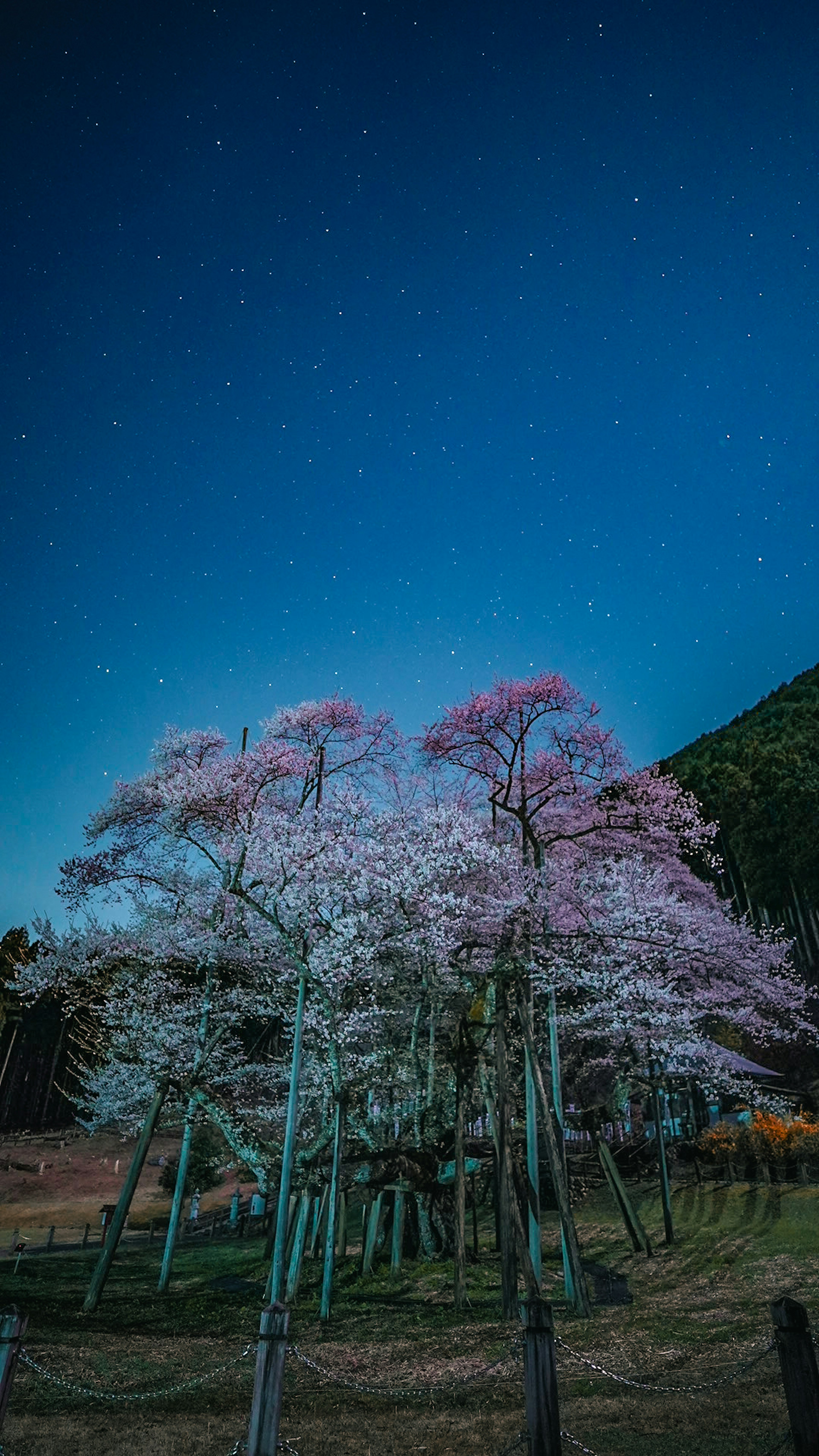 星空の下に咲く桜の木々の群れ