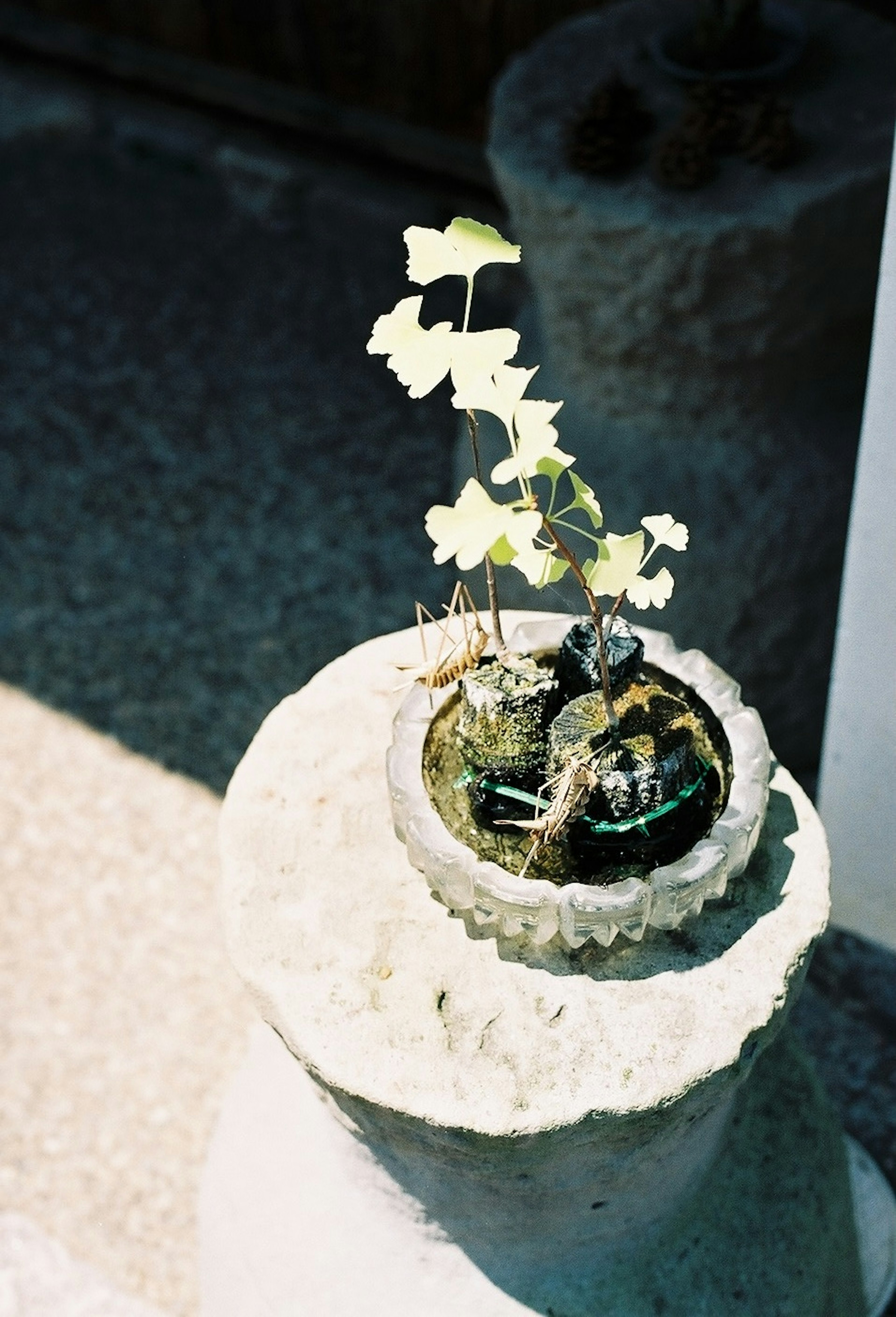 小花盆裡種著明亮綠色葉子的常春藤植物