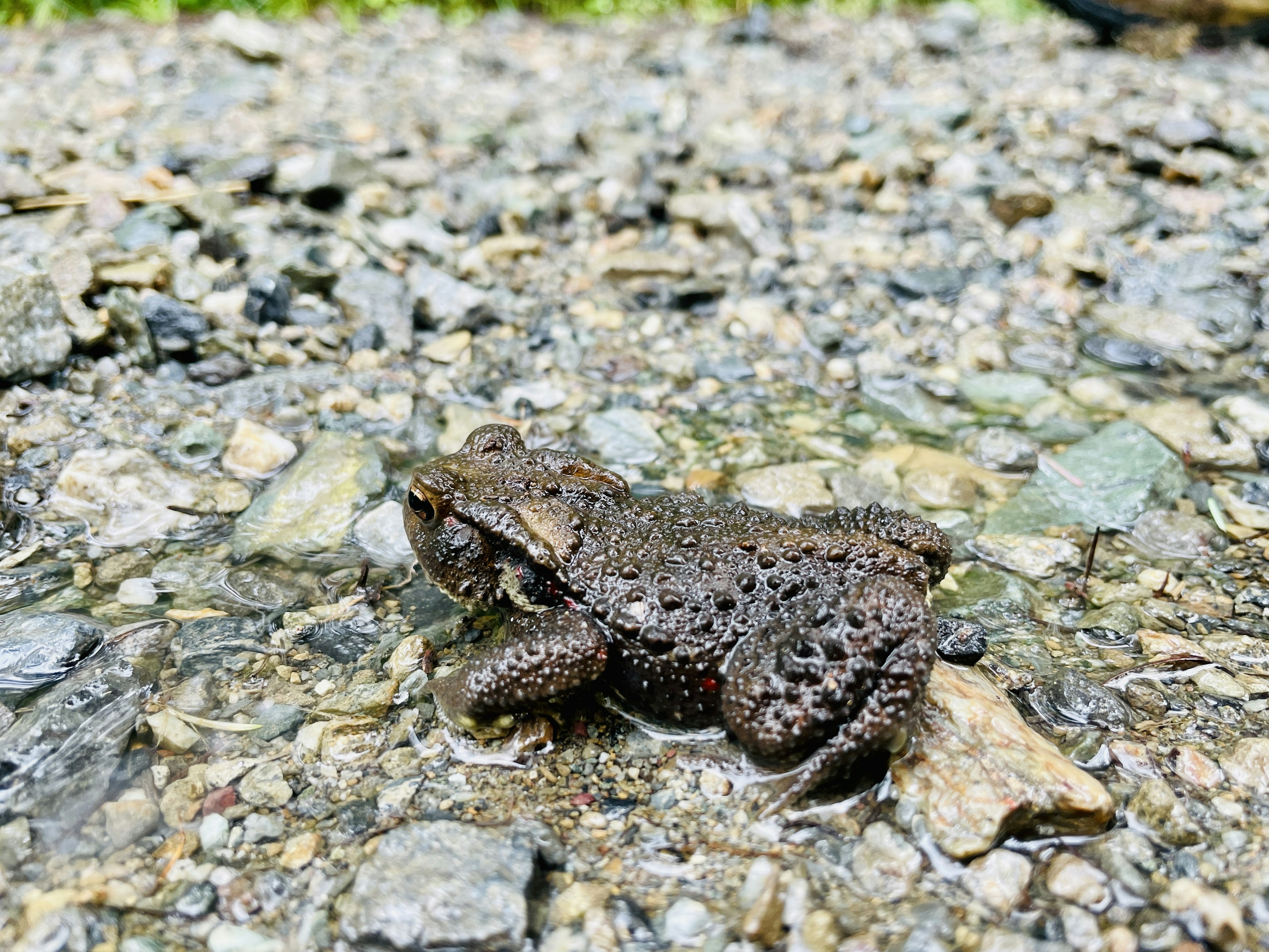 Close-up katak di atas batu basah