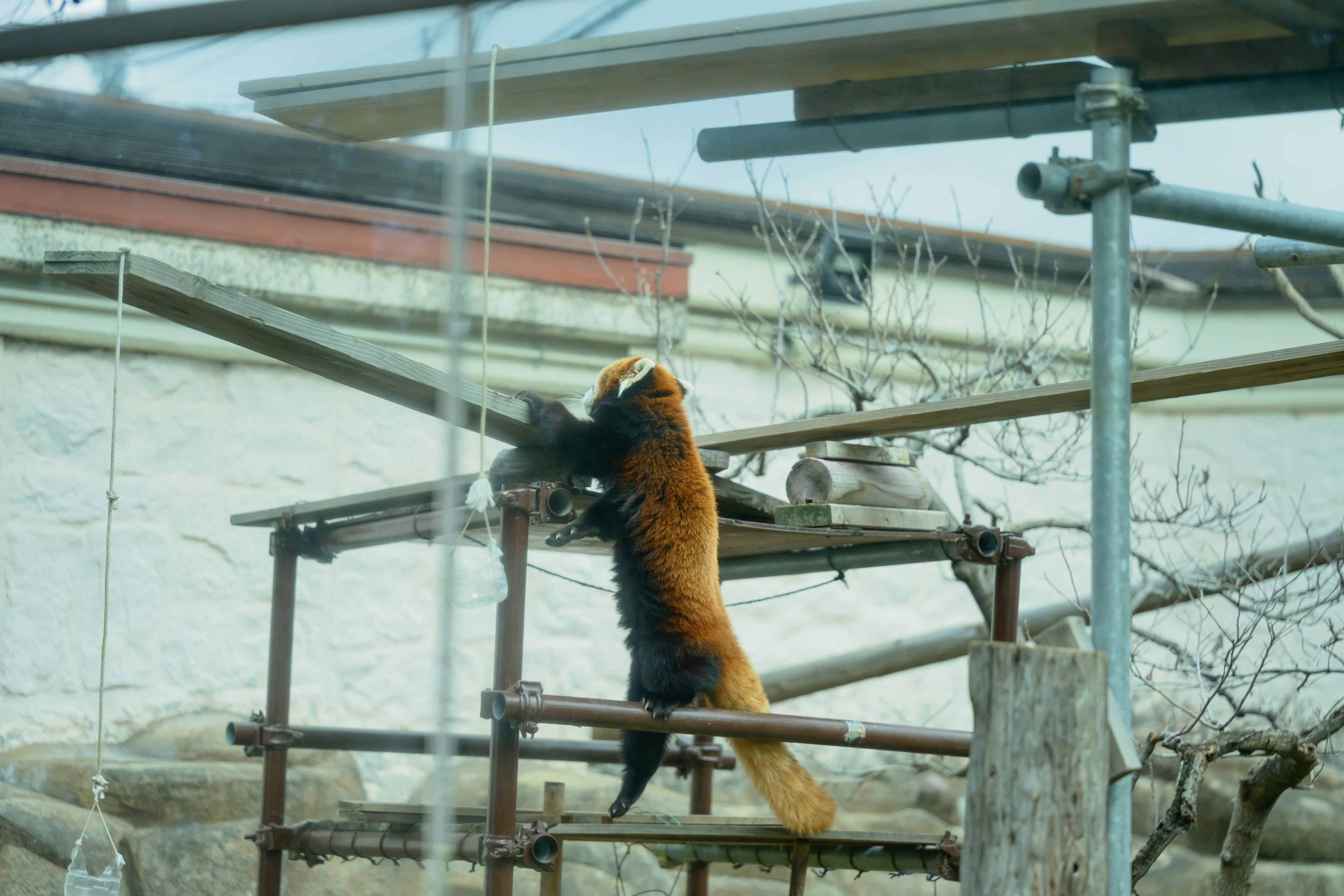 Red panda hanging from a wooden structure in a zoo