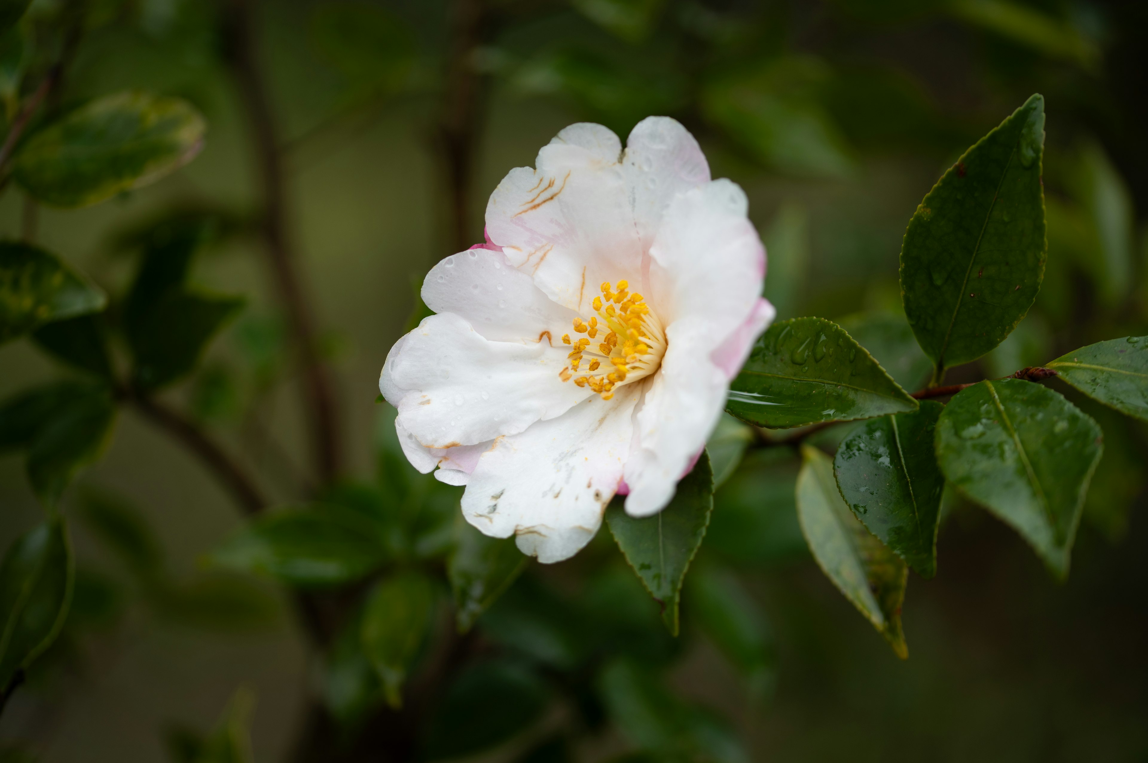 Flor de camelia blanca y rosa rodeada de hojas verdes