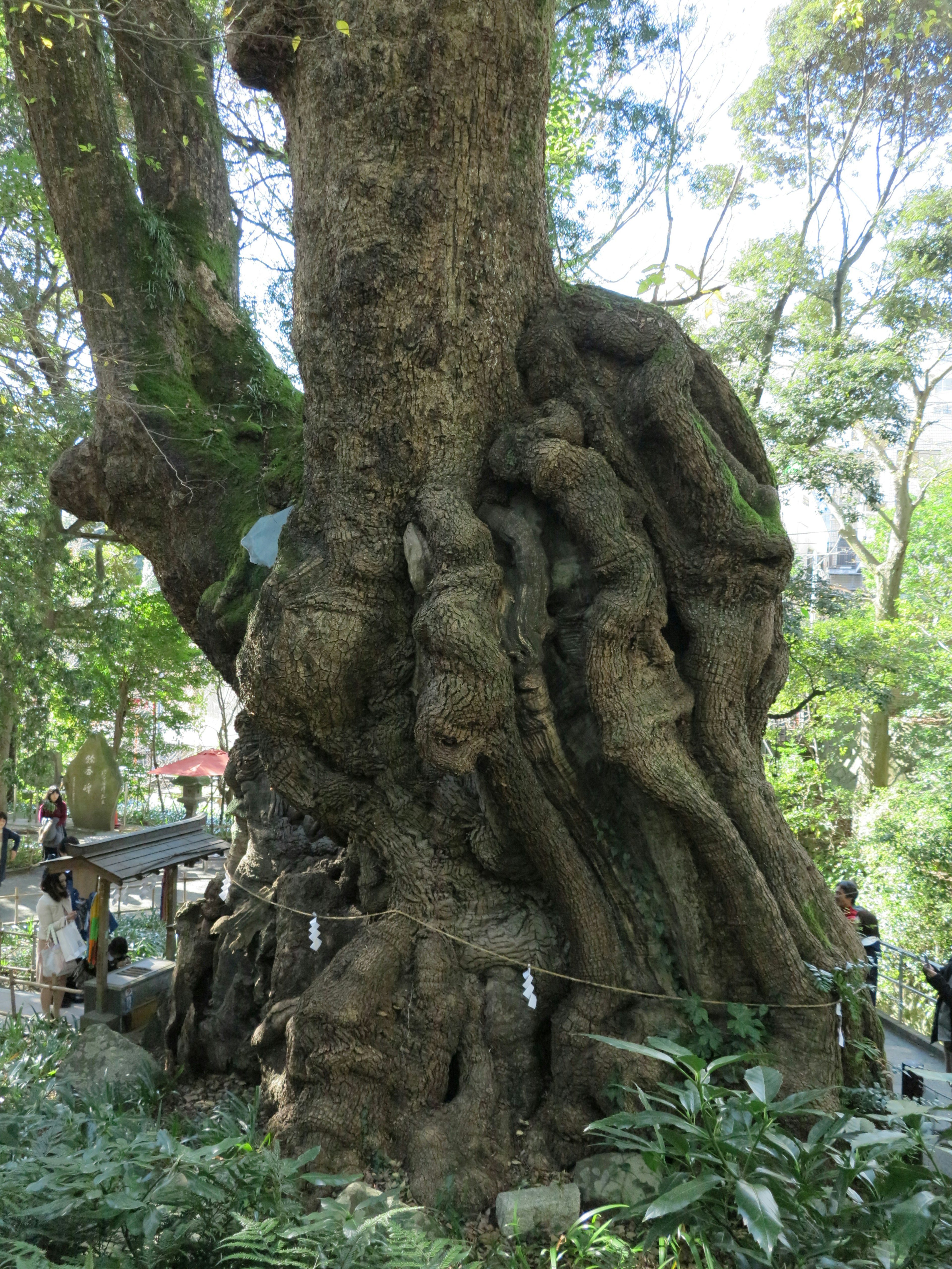 Large tree trunk with unique twisted roots surrounded by green foliage