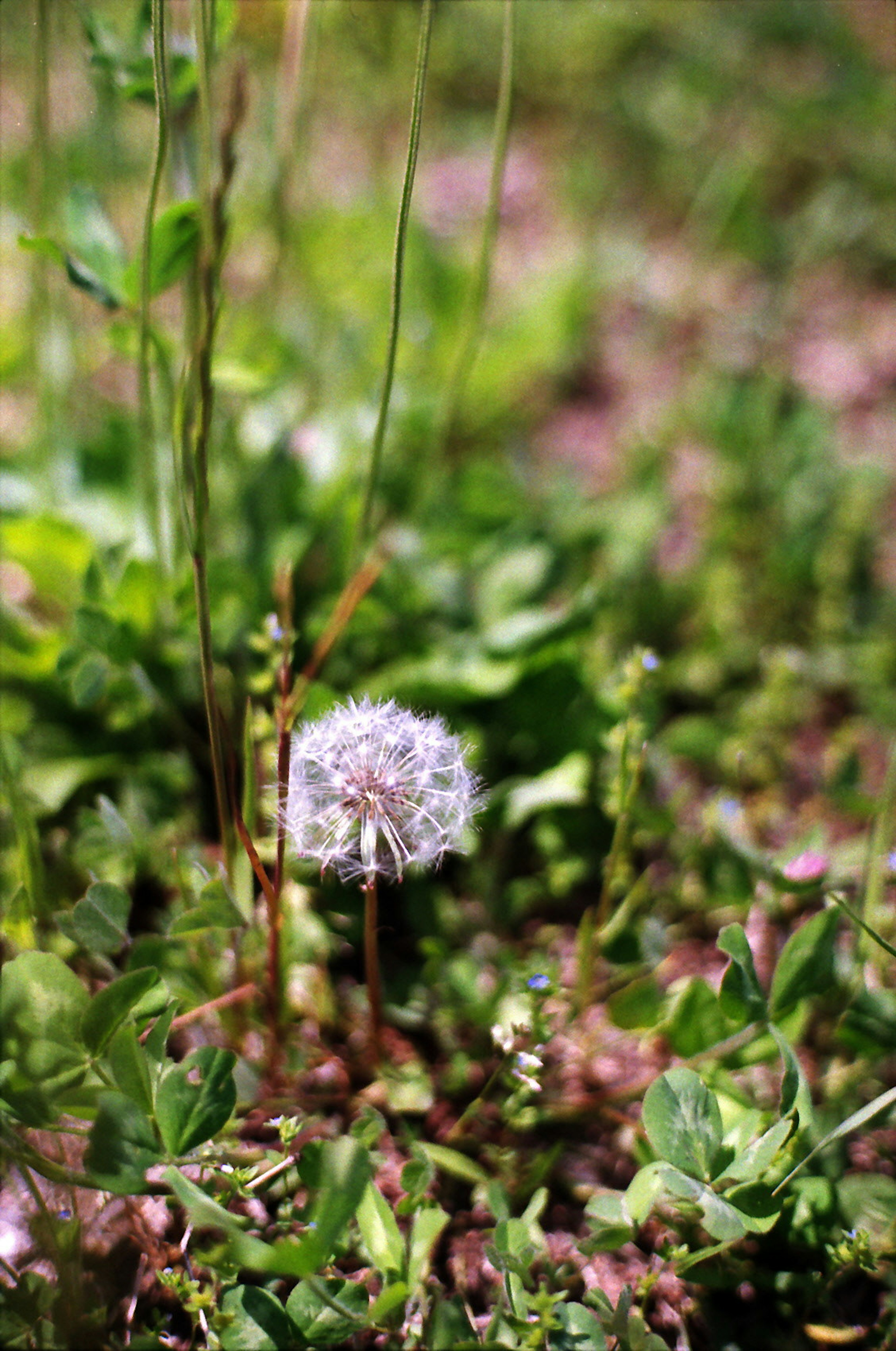 A white dandelion seed head among green grass