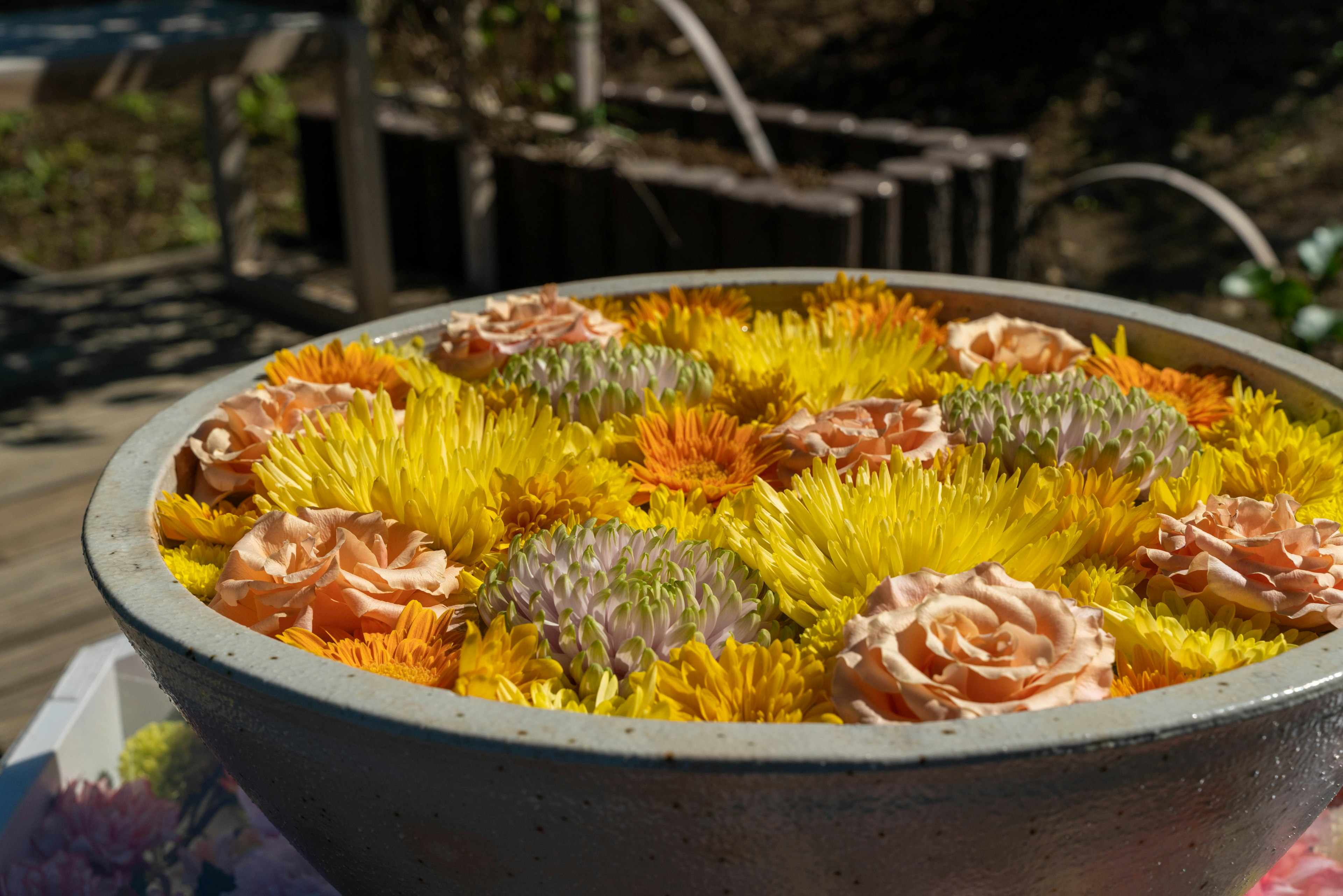 Eine große Schüssel voller lebendiger Blumen, darunter gelbe Chrysanthemen und Pfirsichrosen