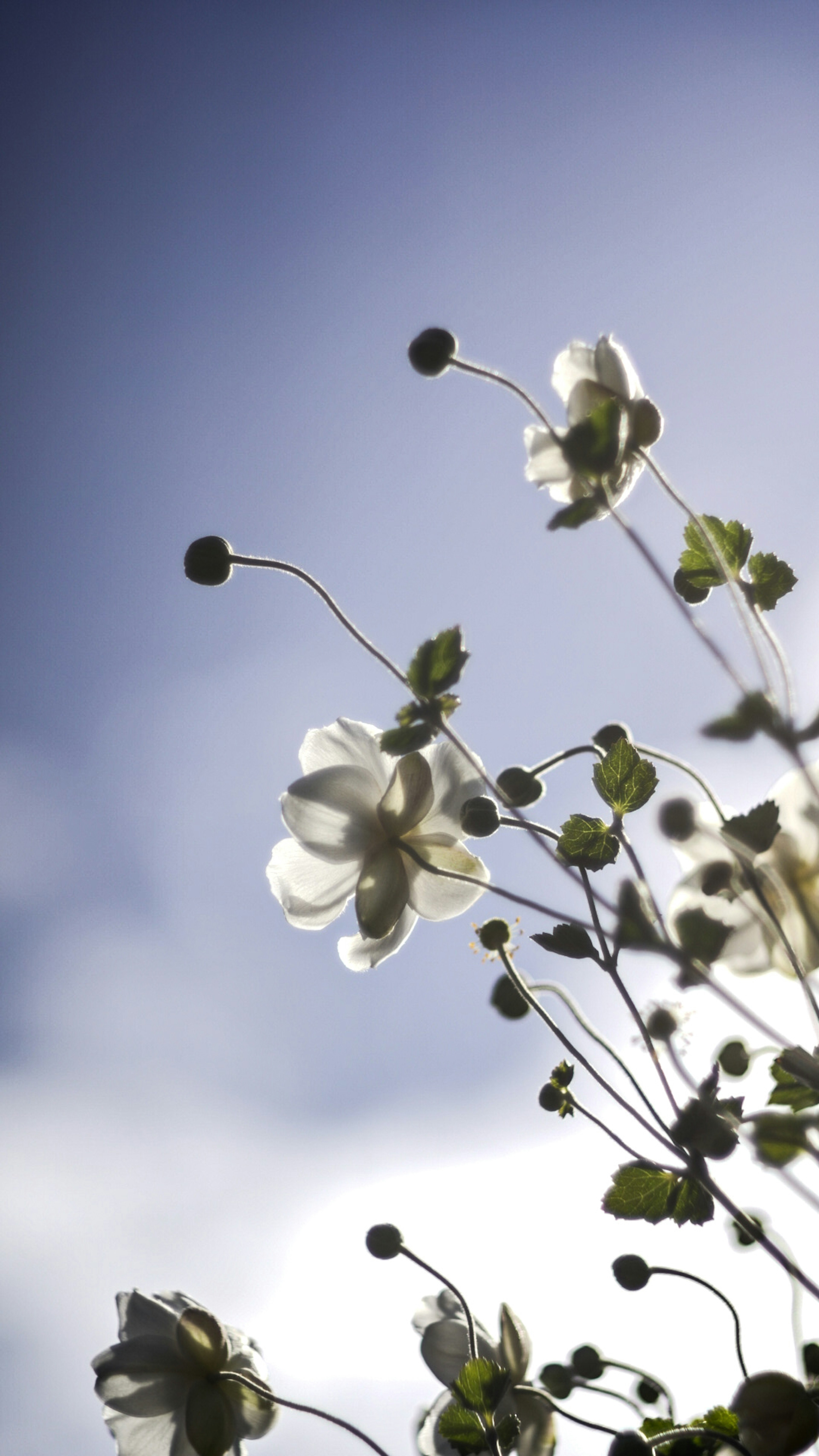 Hermosa composición de flores blancas y hojas verdes contra un cielo azul