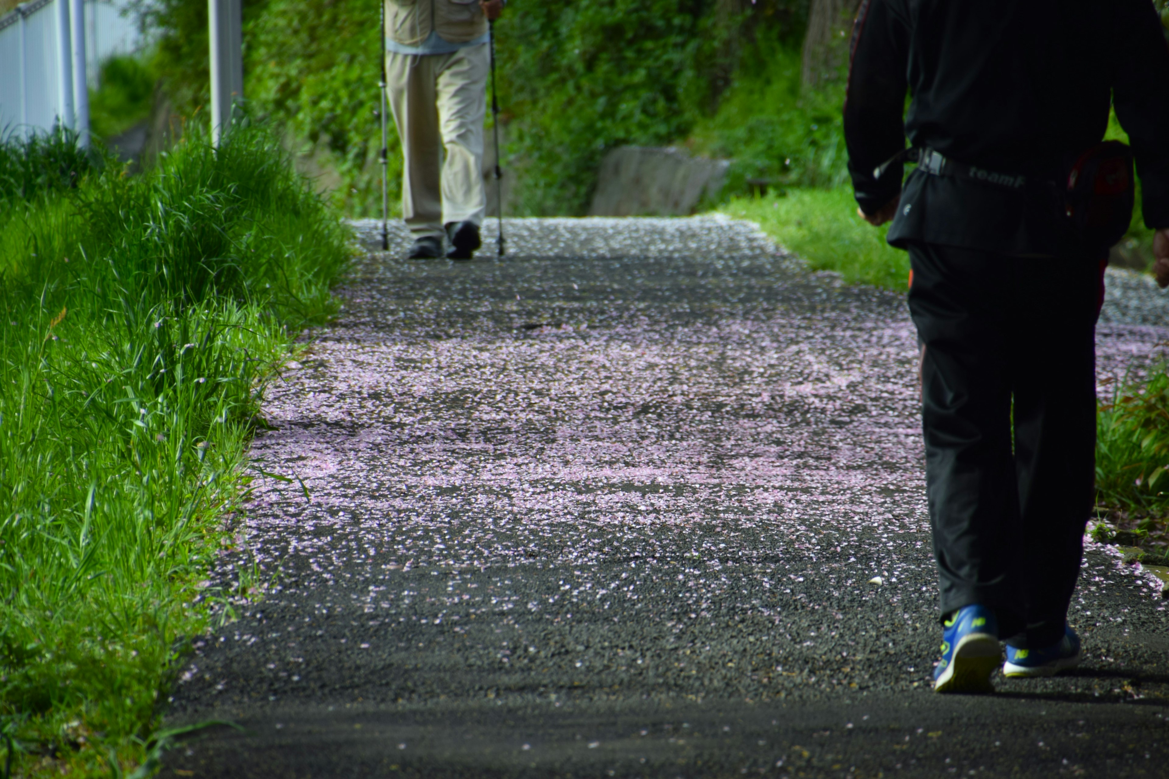 桜の花びらが散った道を歩く人々の風景