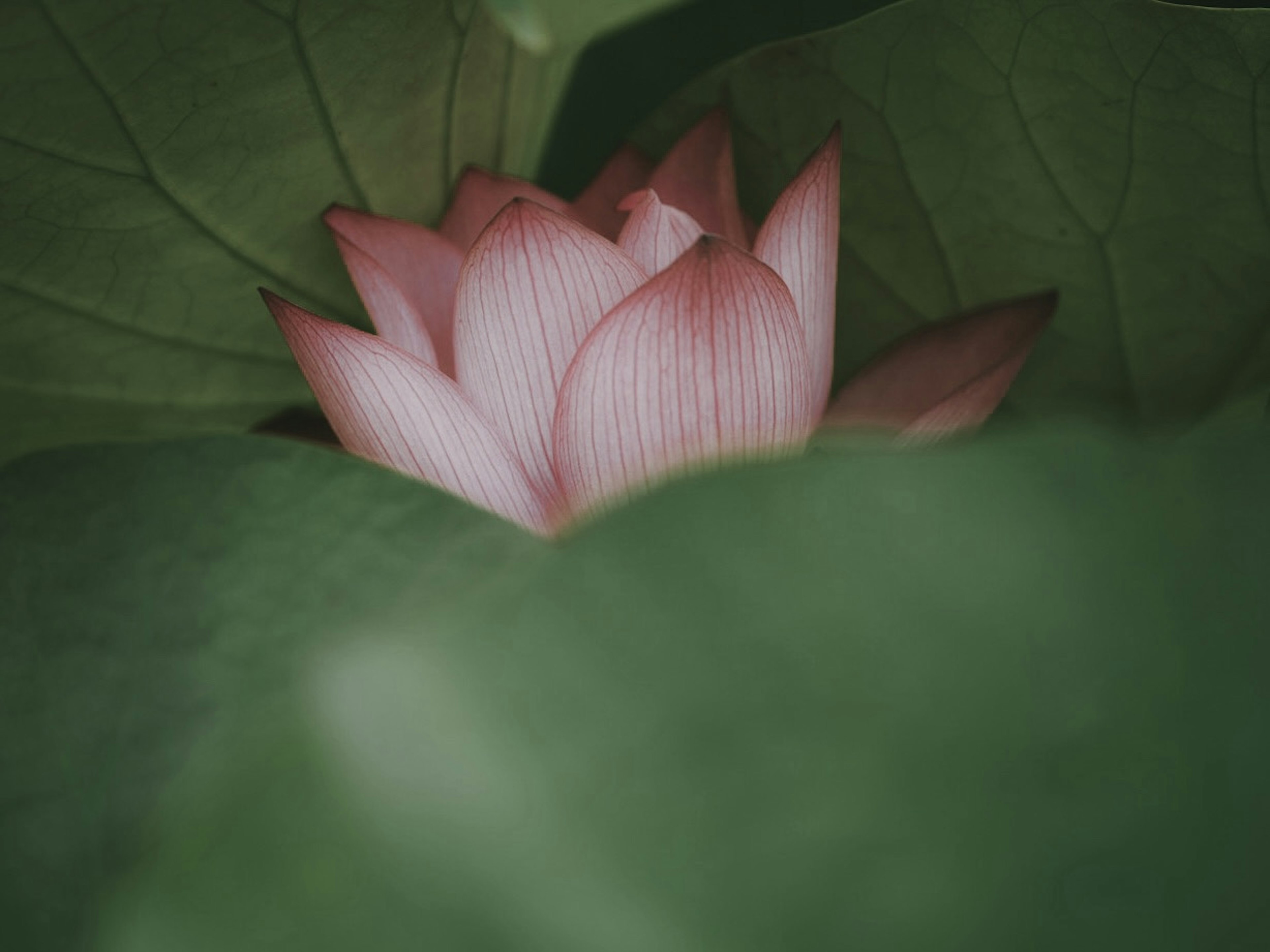 Delicata fior di loto rosa circondata da foglie verdi