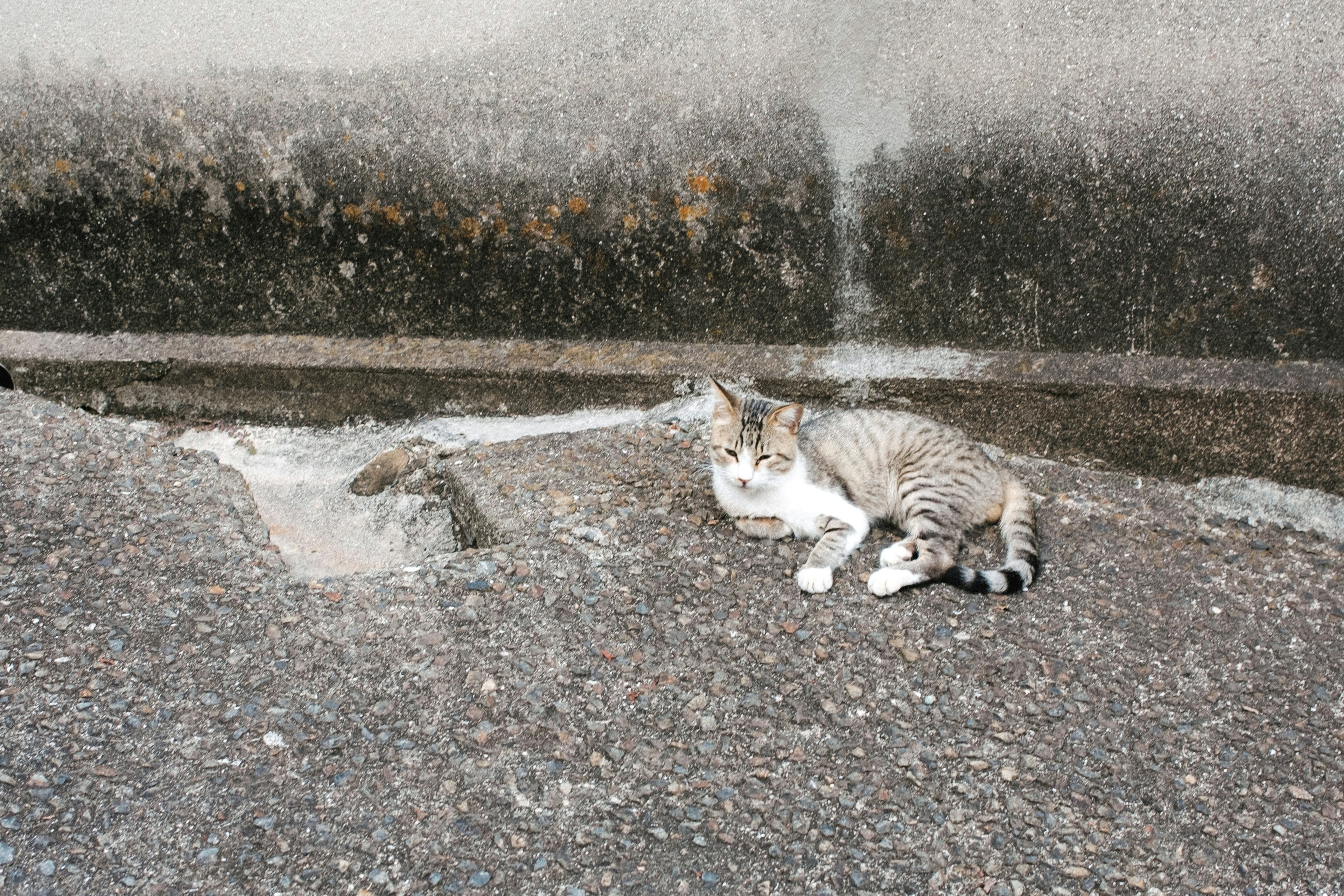 舗装された地面に横たわる猫の姿と背景の水の流れ