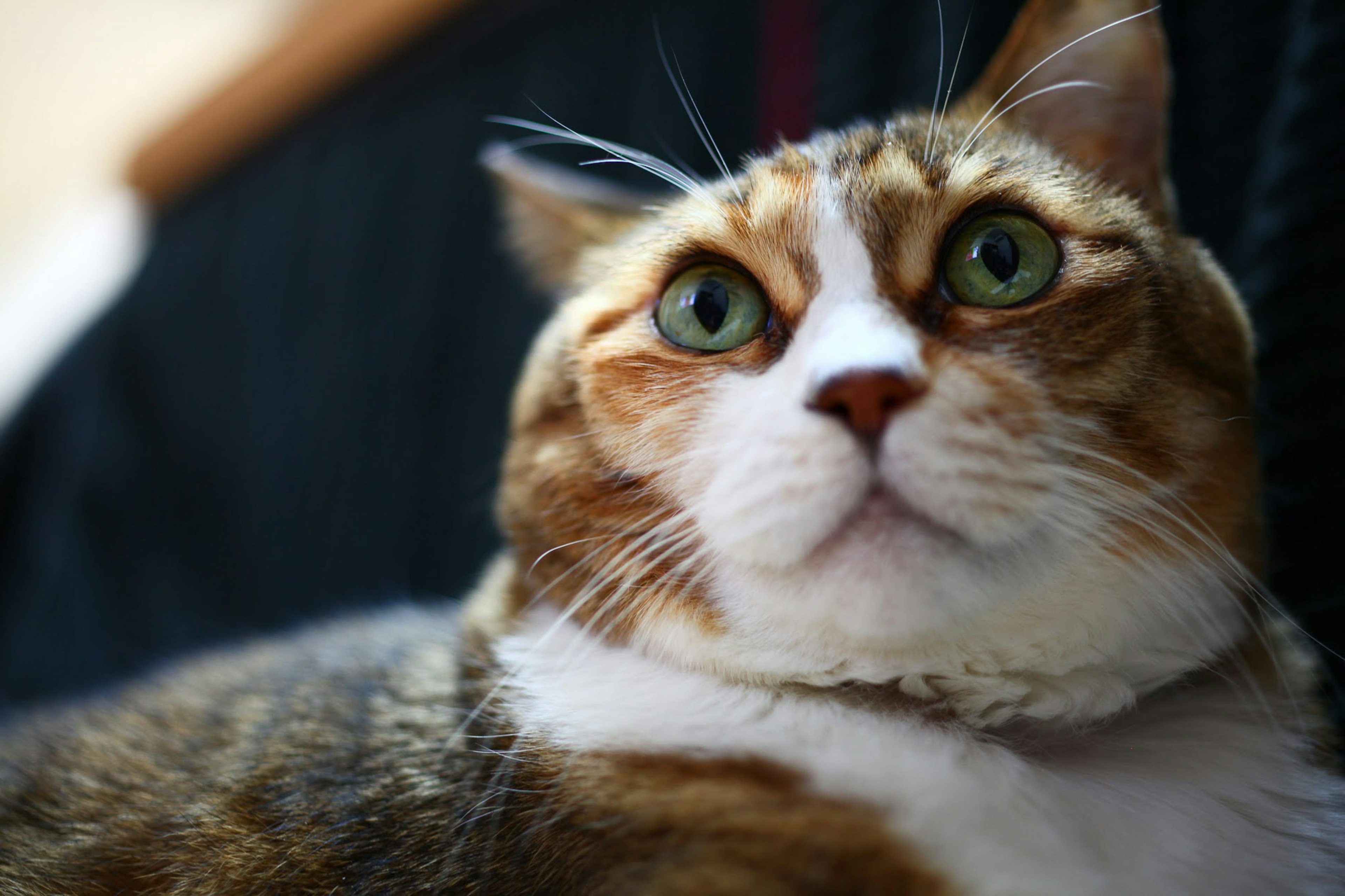 Un gatto calico con occhi verdi straordinari che guarda curiosamente verso la fotocamera