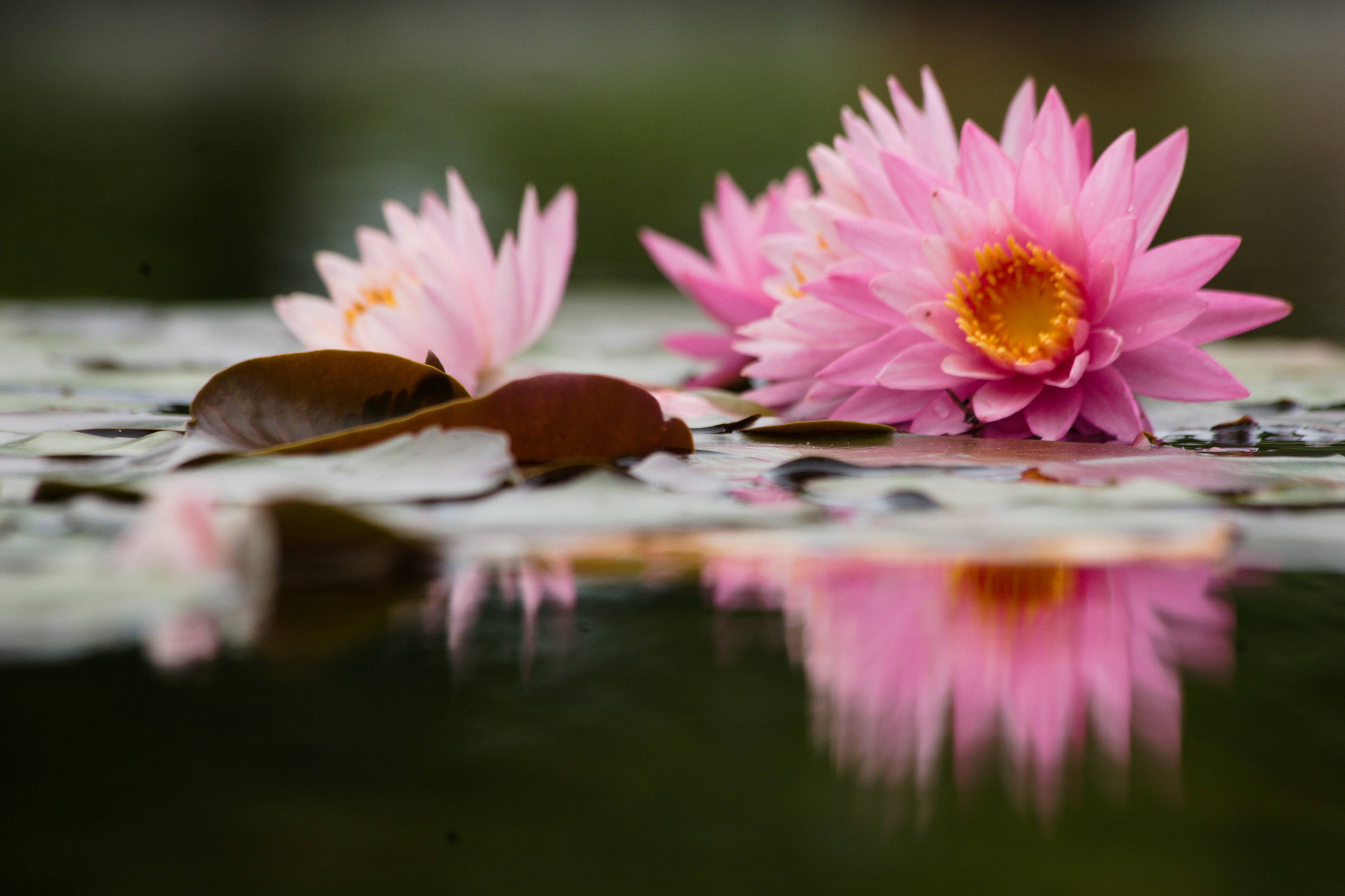 Beautiful scene of pink water lilies and leaves floating on the water surface