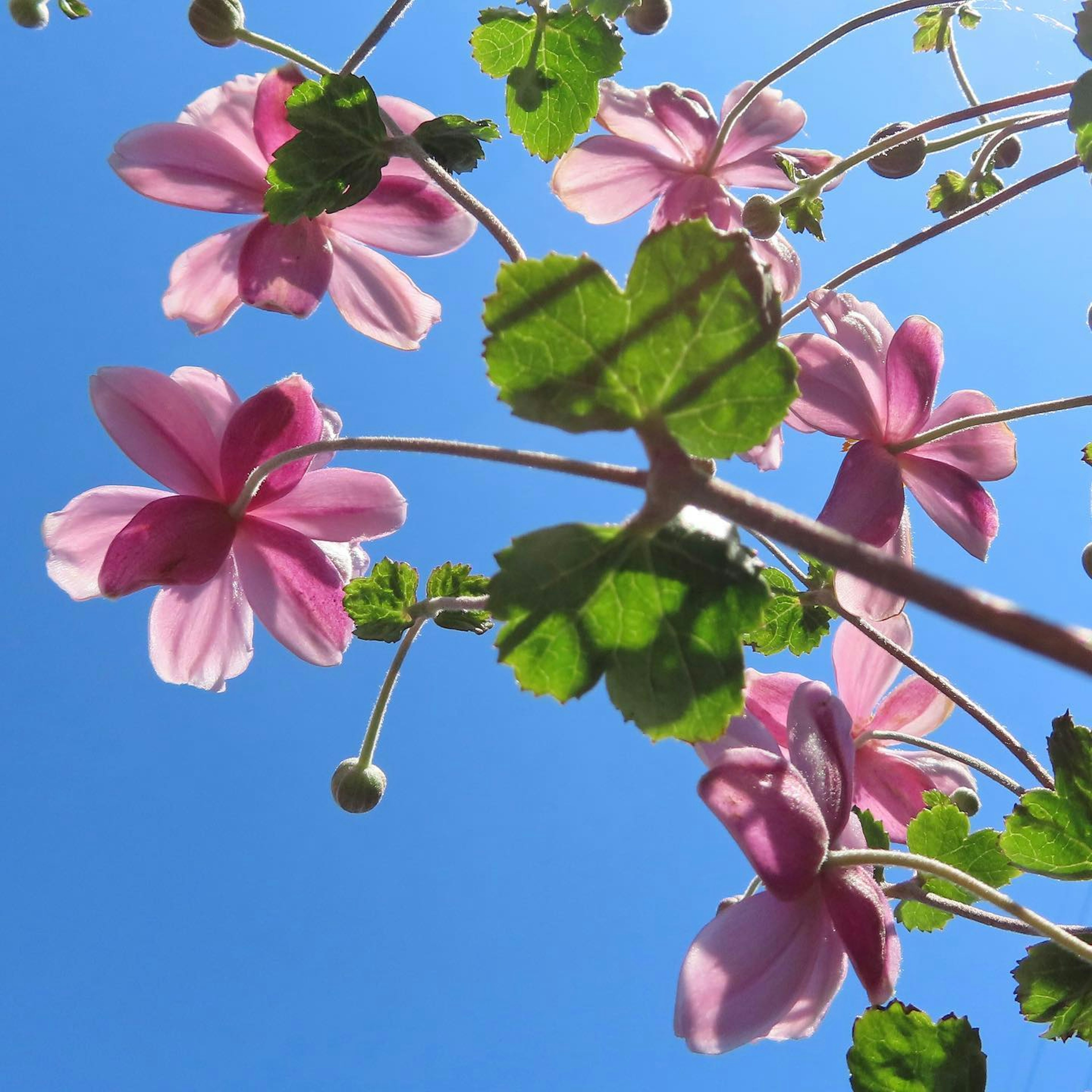 Nahaufnahme von rosa Blumen und grünen Blättern vor blauem Himmel