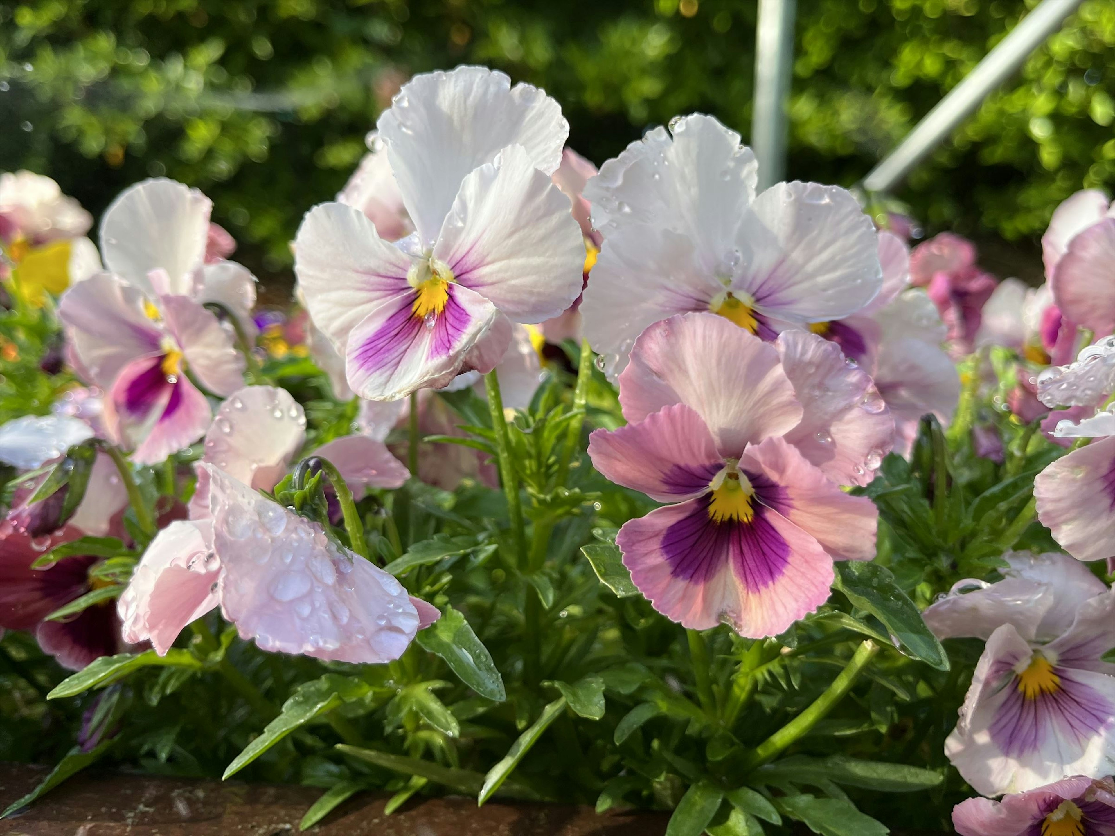 Fleurs de pensées colorées en fleurs avec un fond vert