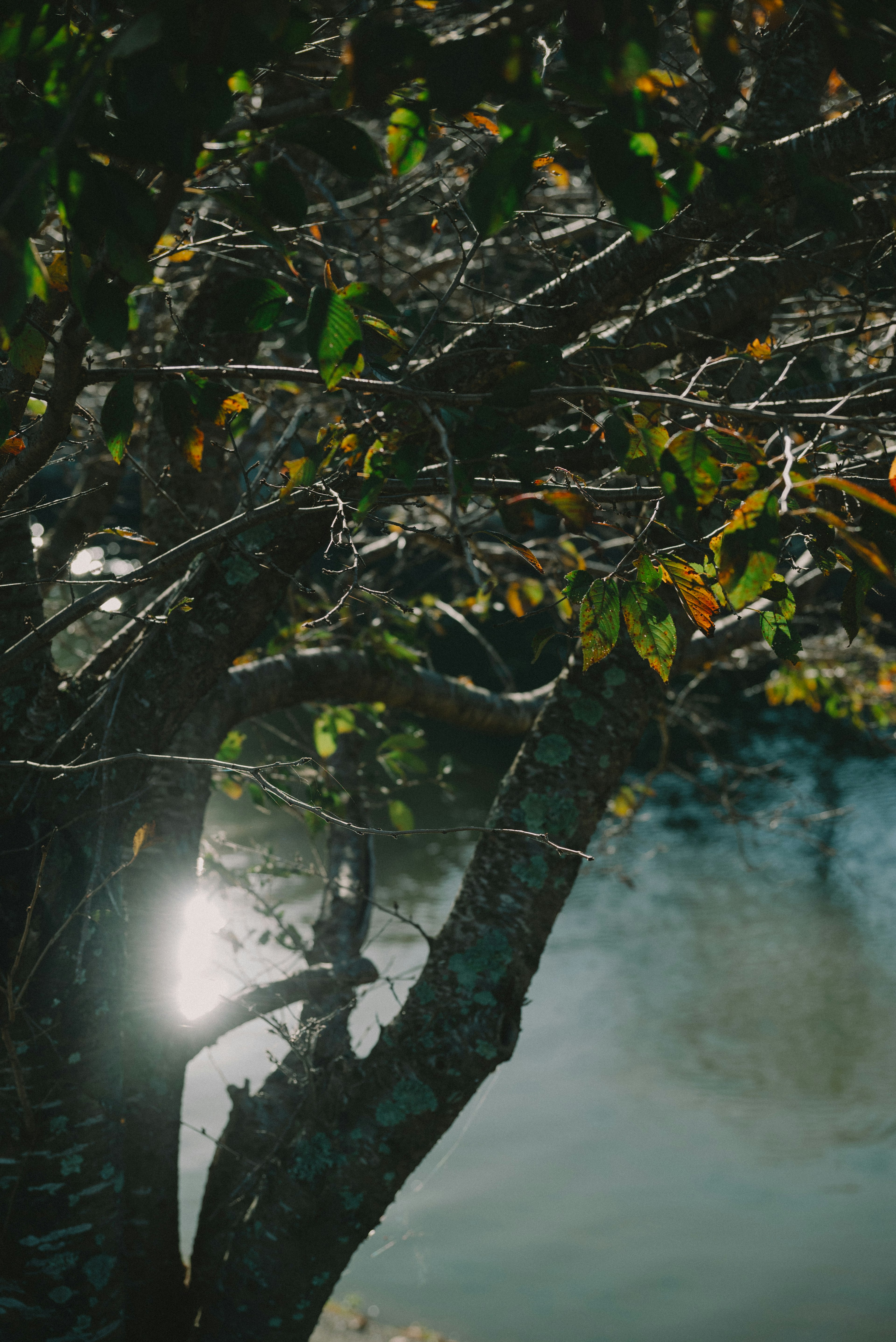 Vista parcial de un árbol con hojas reflejando luz en la superficie del agua