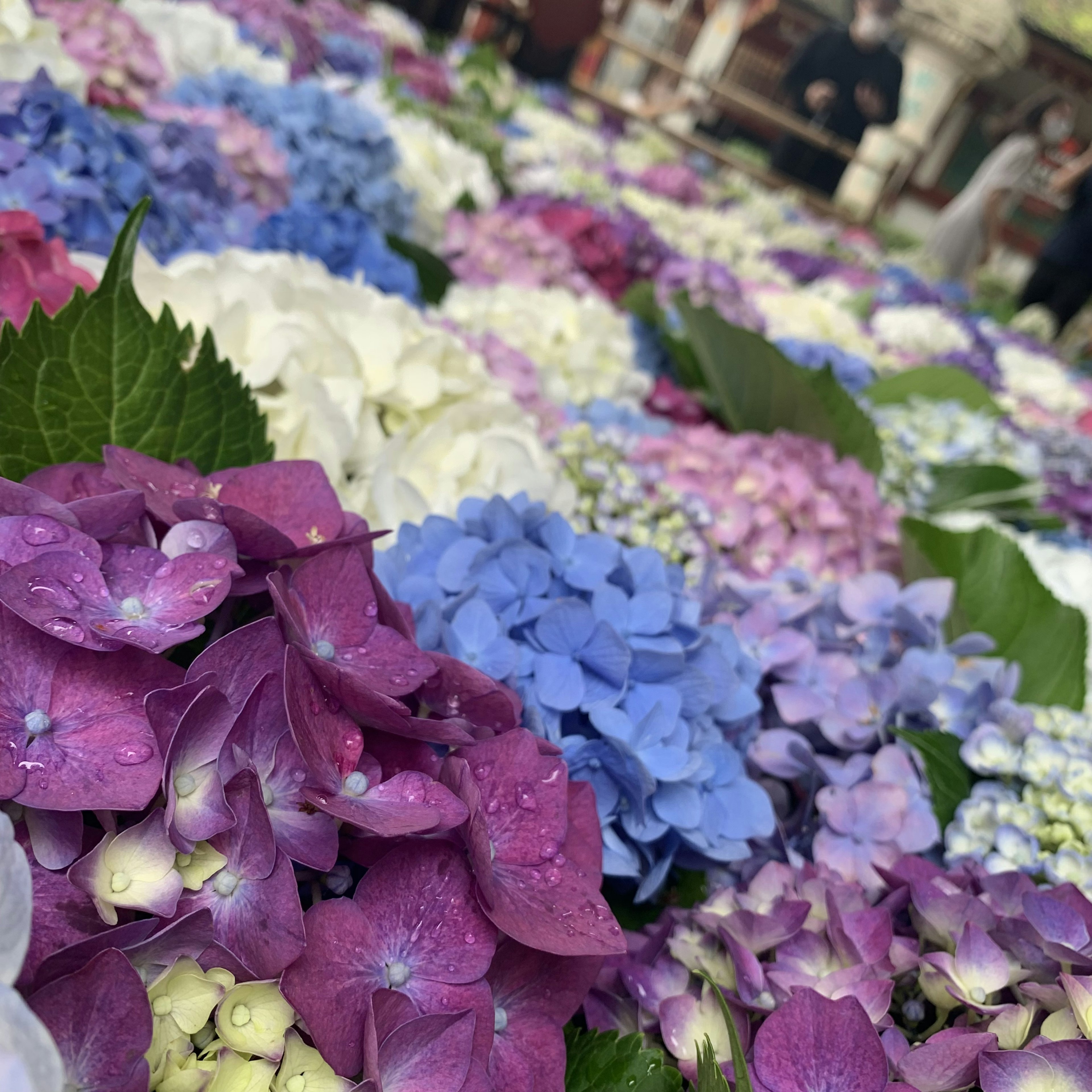 色とりどりのアジサイの花が広がる風景