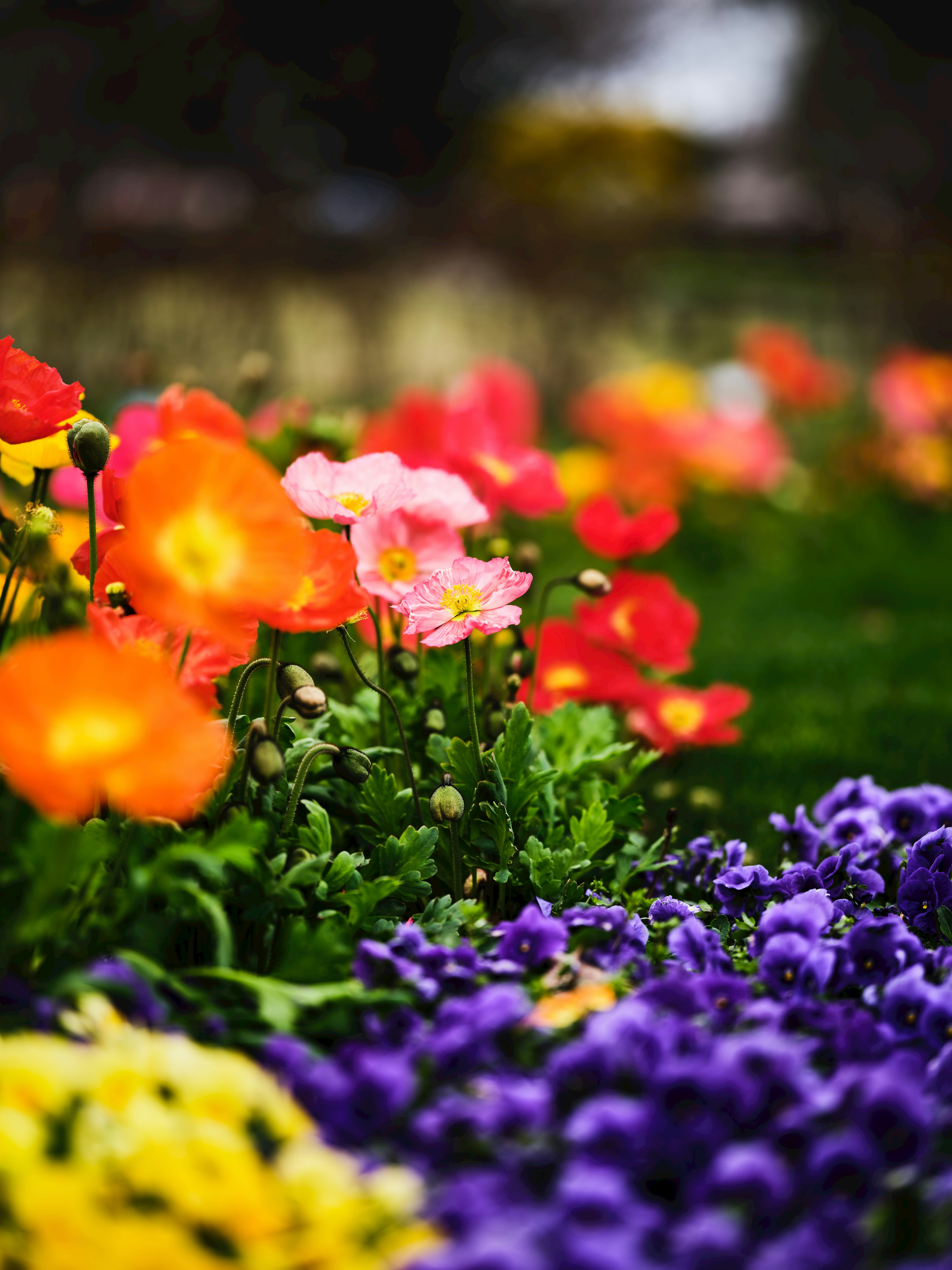 Scena di giardino vibrante con fiori colorati in fiore